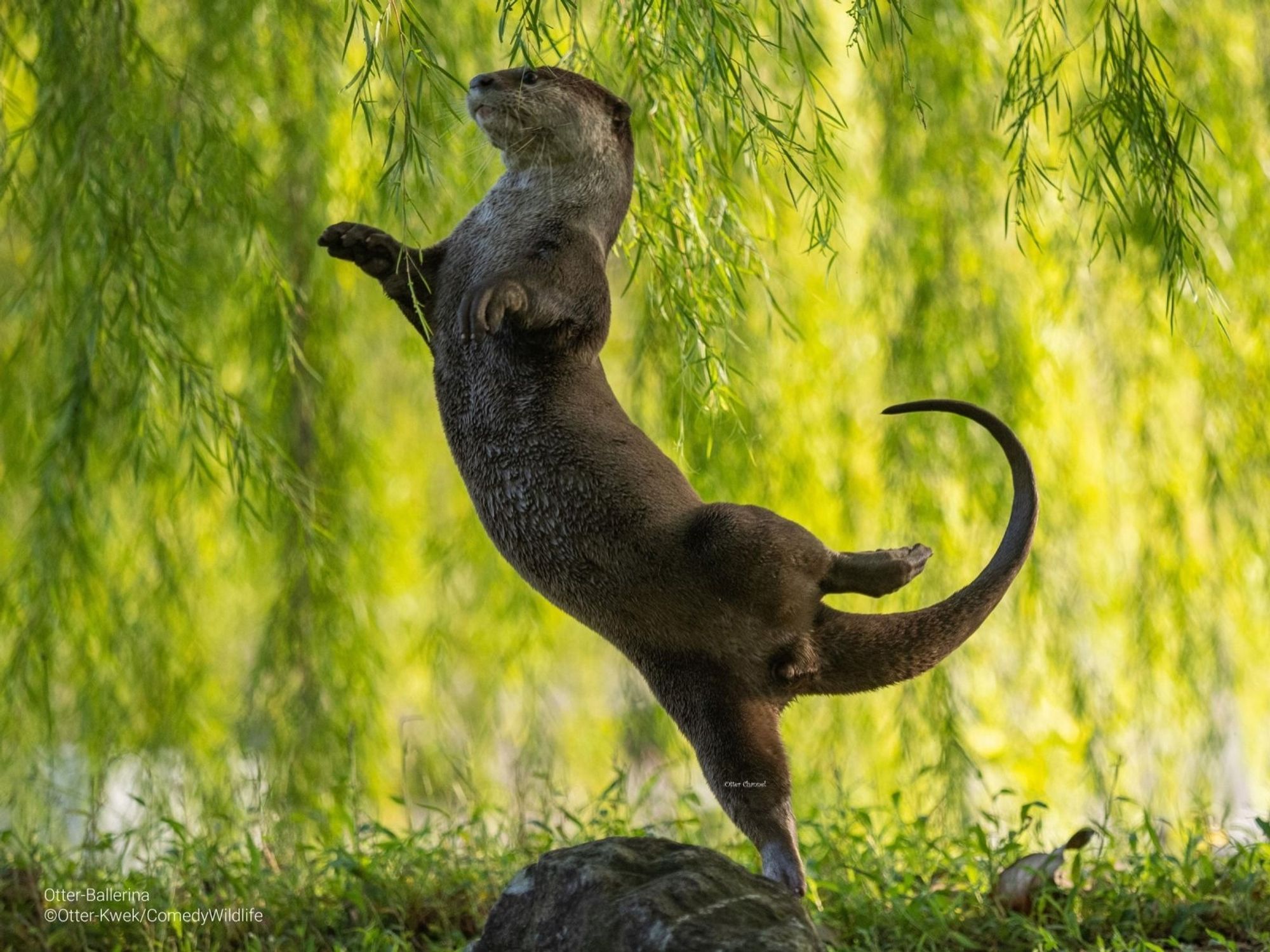 Wildtierfoto: ein Otter posiert wie eine Ballerina.