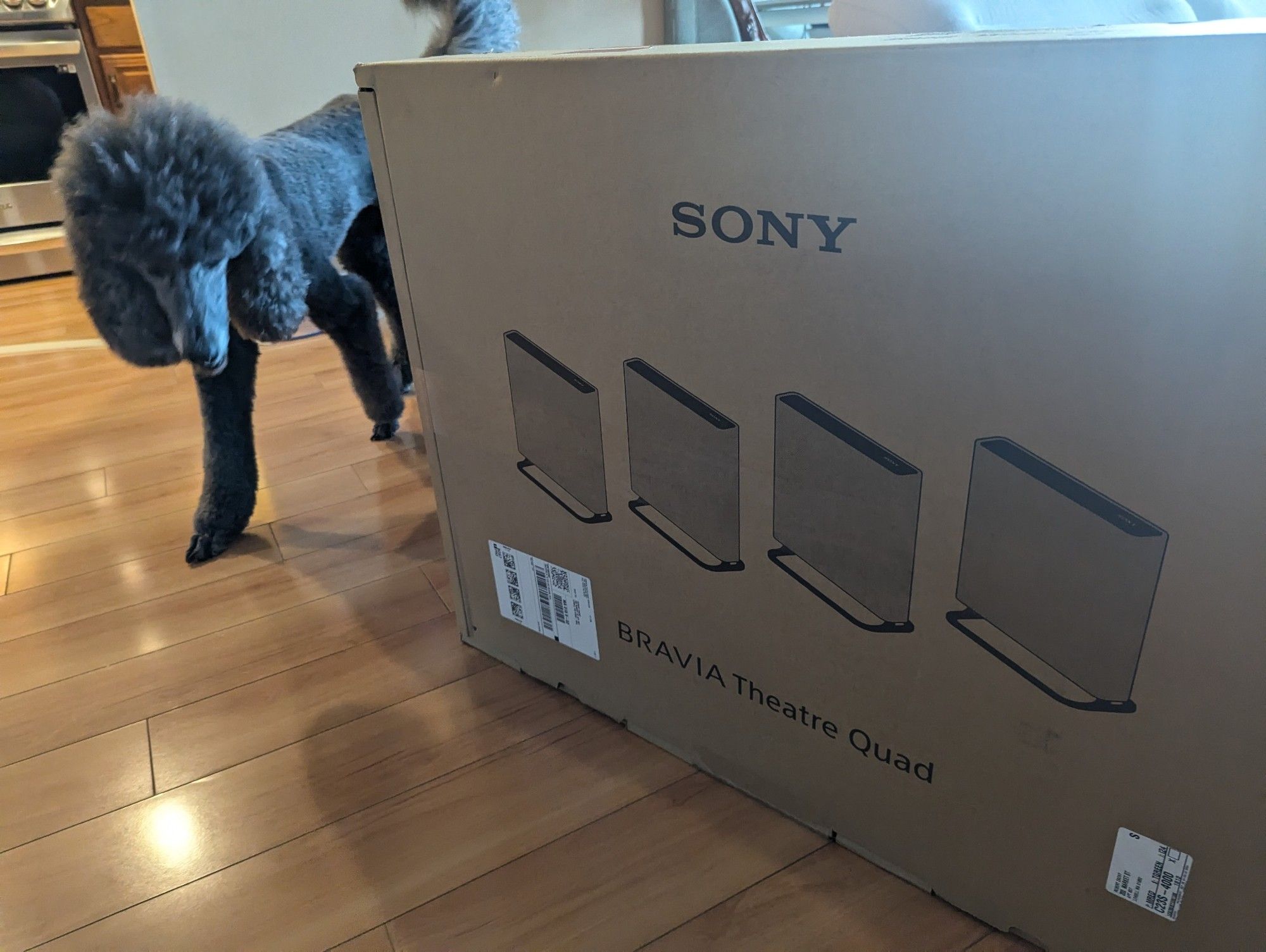 A photo of the Sony Bravia Quad wireless speaker system still in its large shipping box displaying the four tile-like speakers arrayed in a line. A blue poodle comes around the corner of the box to inspect it