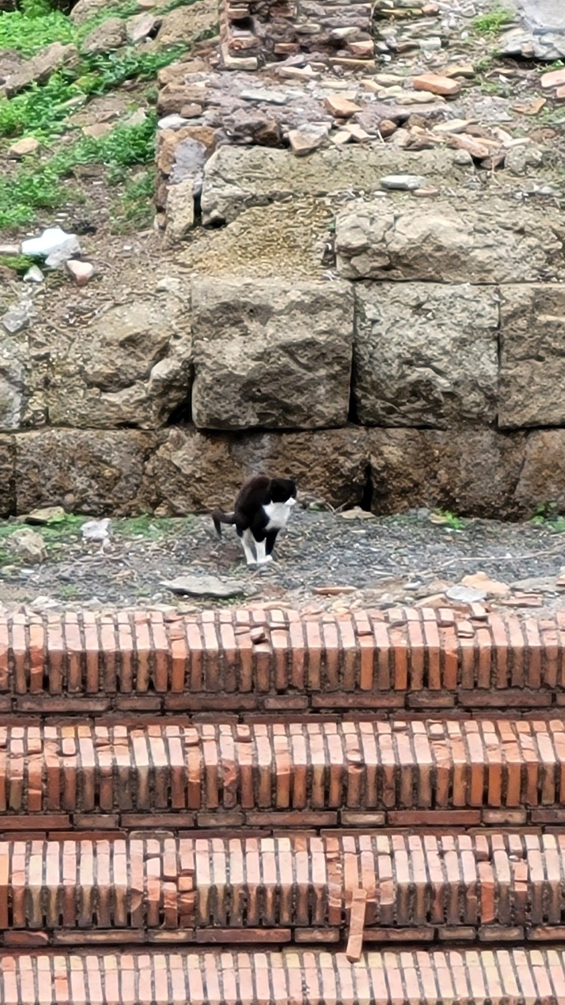 Black and white cat pooping on ruins of ancient roman temple