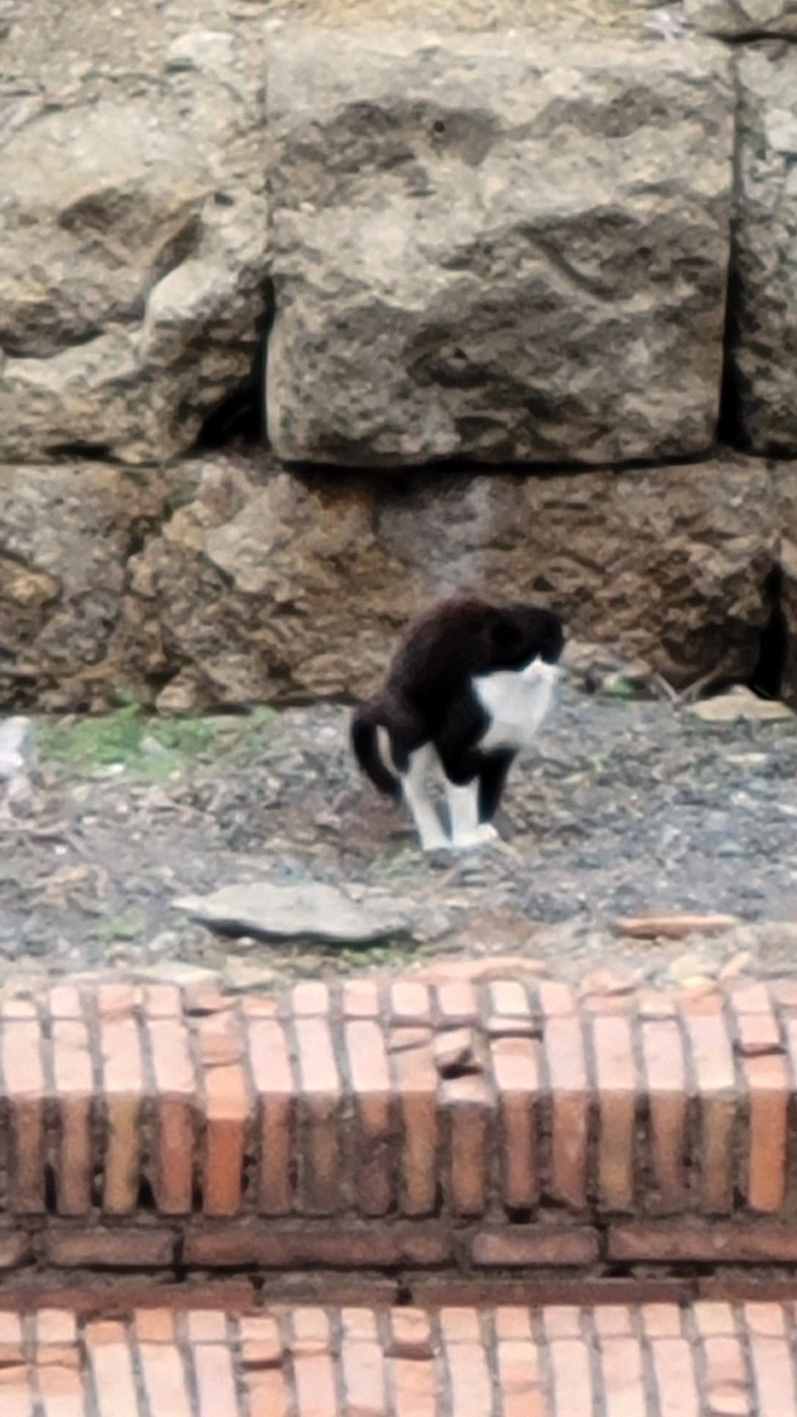 Close on black and white cat pooping on ruins of ancient roman temple