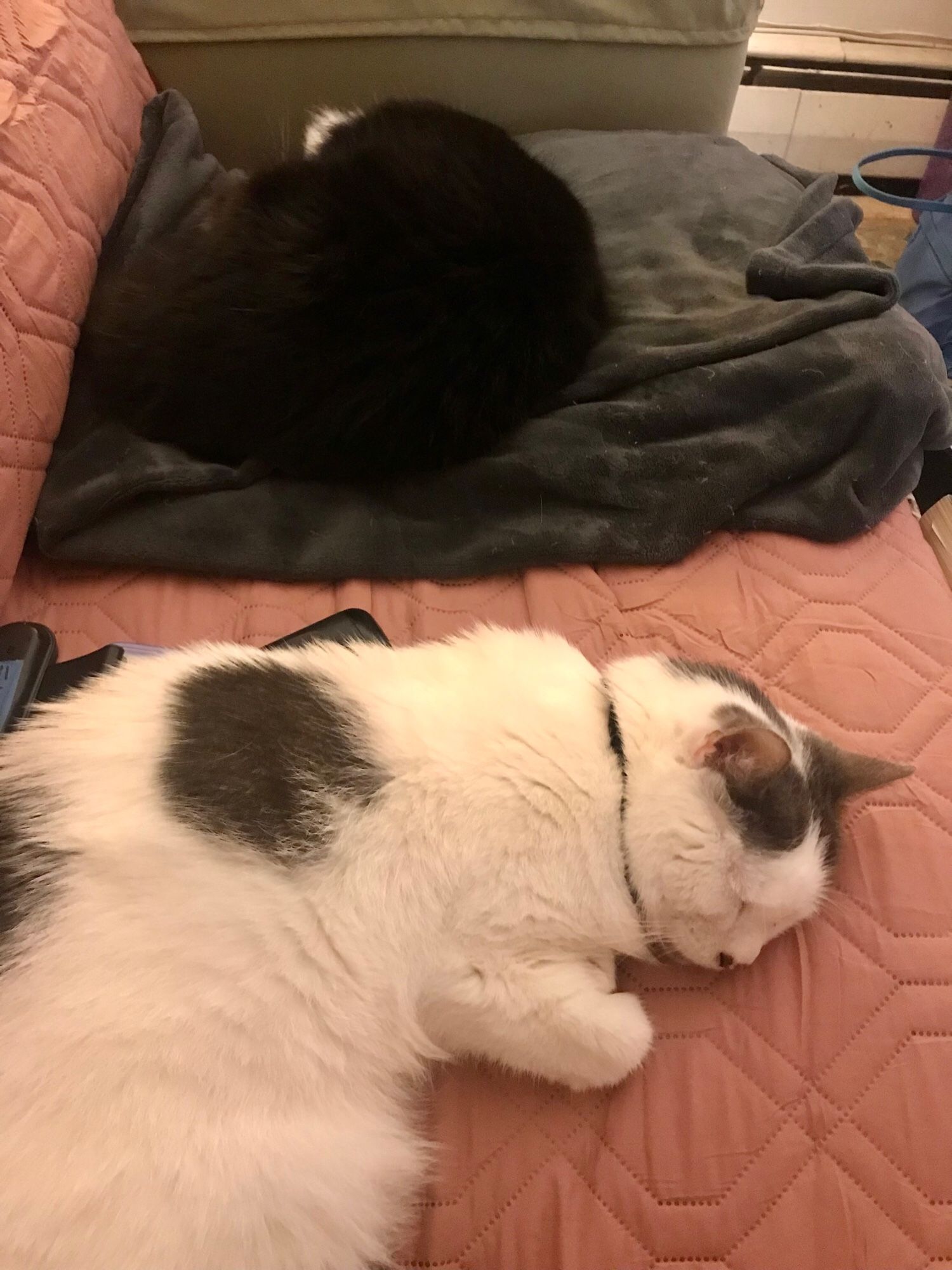 two cats are curled up asleep on the couch, a black one on a dark grey blanket, and a white one with black spots on a pink couch cover