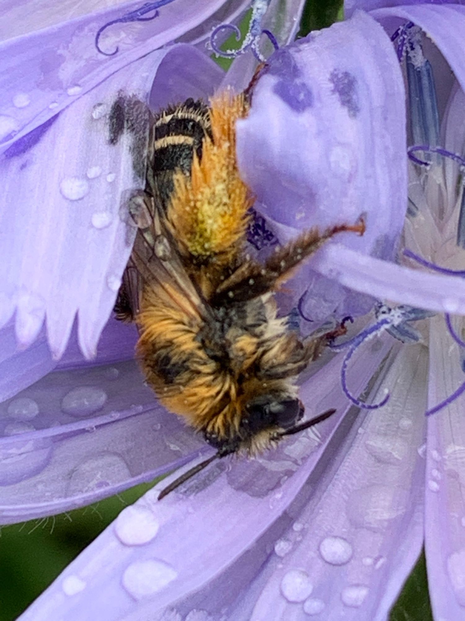 Eine Sandbiene in der Blüte der blauen Wegwarte . Sie ist ganz nassgeregnet die Wegwarte ist voller Regentropfen.