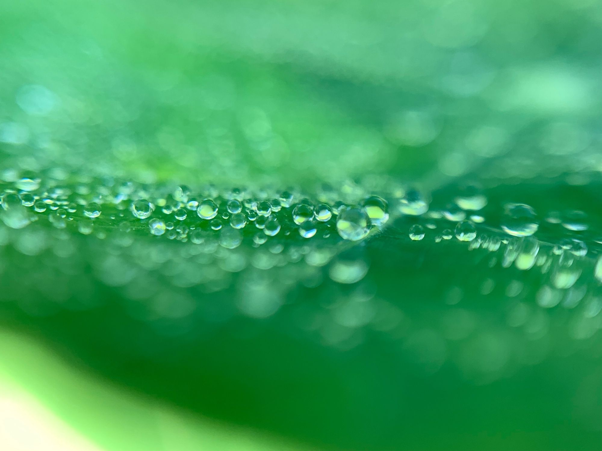 Kleine Wassertröpfchen auf einem grünen Blatt der Kapuzinerkresse in Makro aufgenommen