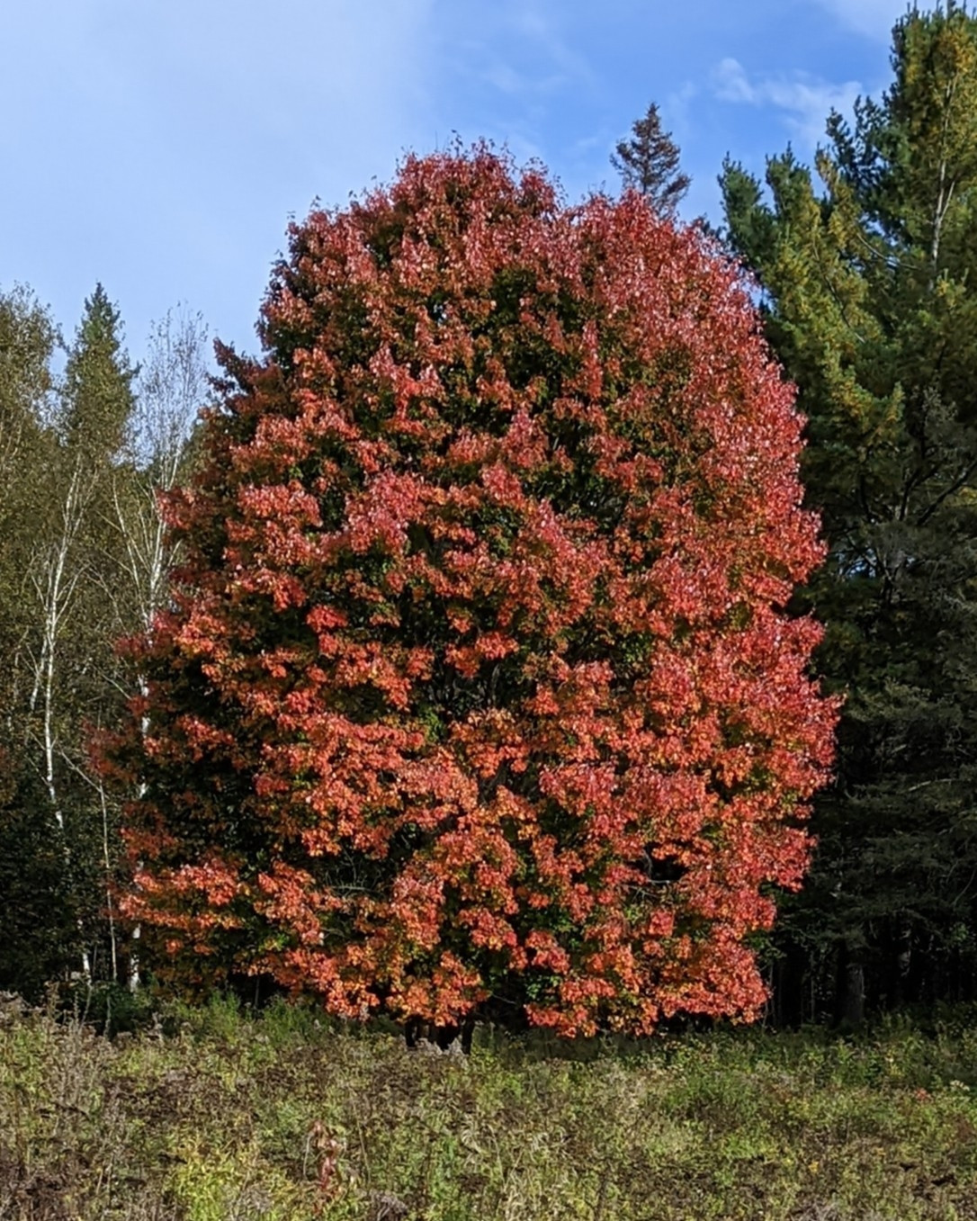 A tree with its leaves turned a beautiful reddish colour.