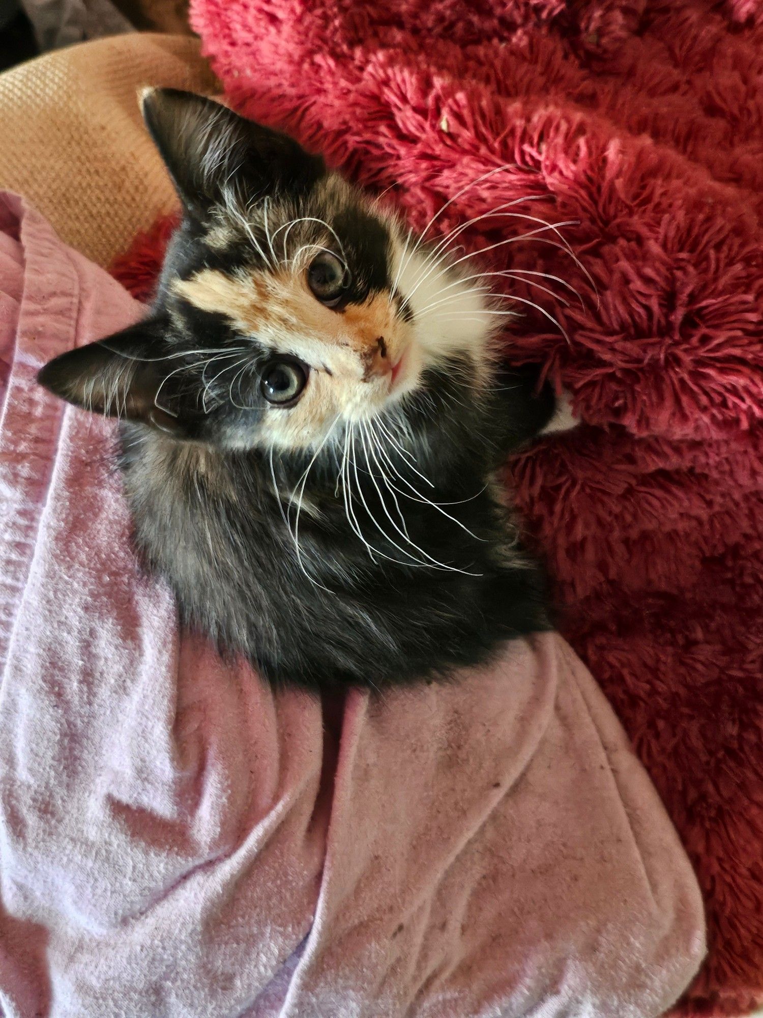 An orange face tricolor kitten looks up at the camera, sweetly.