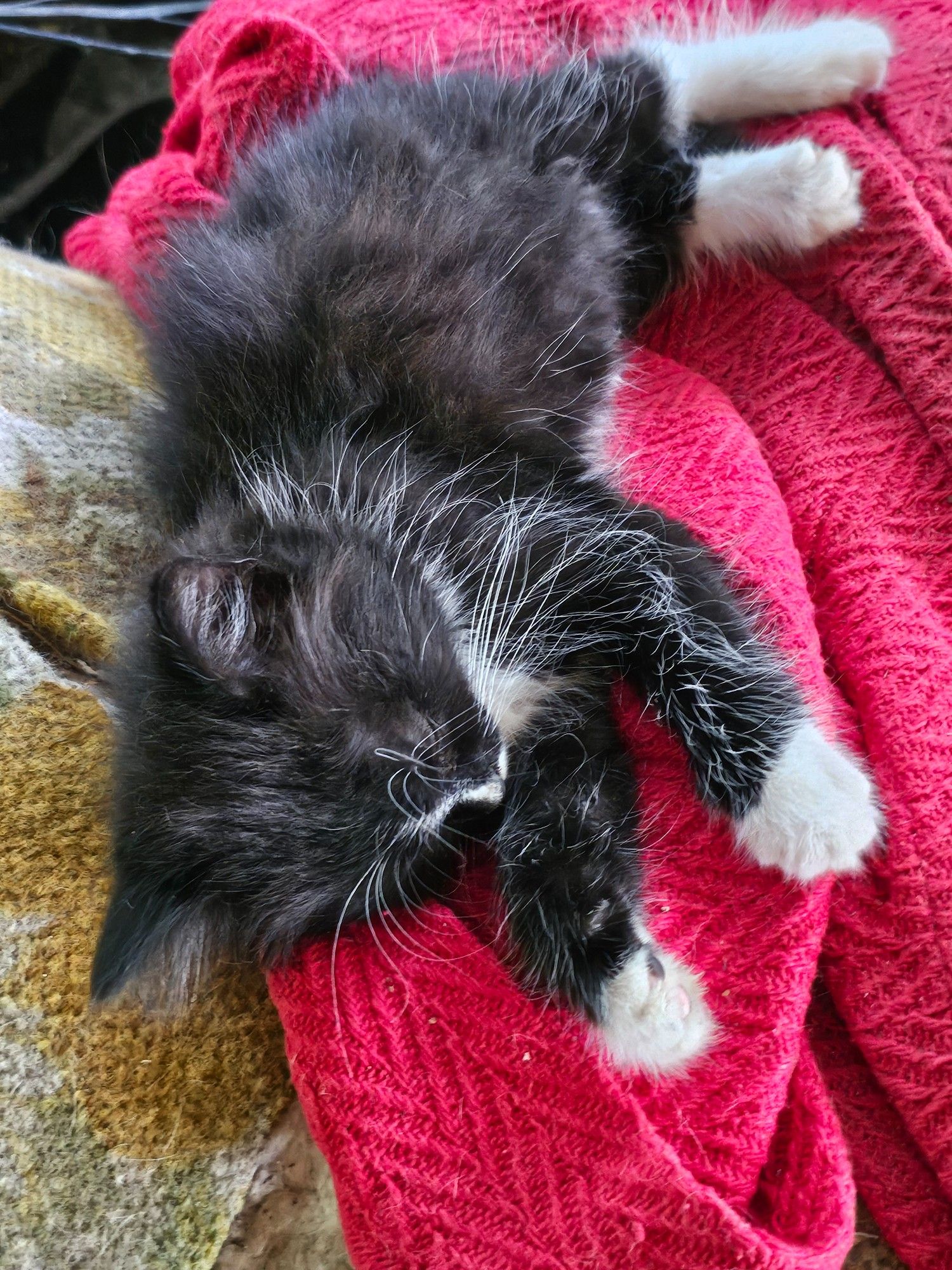 A sleeping black tuxedo kitten who will someday look like a wizard but currently looks like dryer lint with feet.