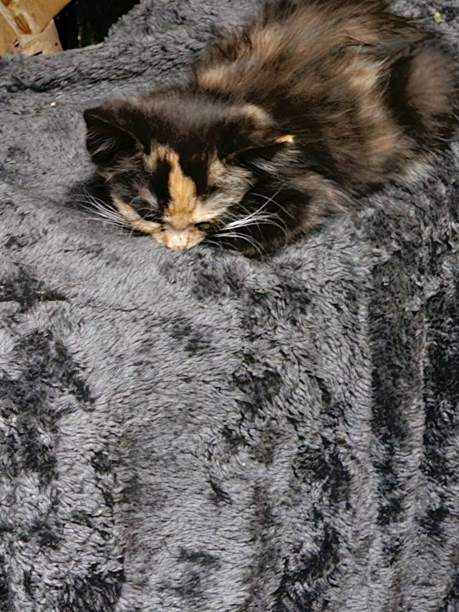 A very grumpy looking tricolor kitten asleep on a furry blanket.