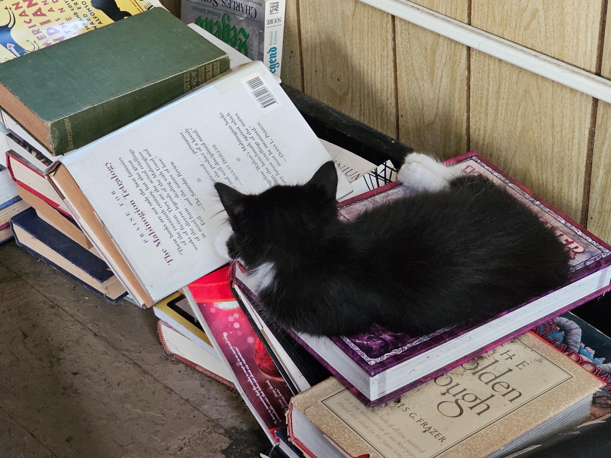 A fluffy tuxedo cat konked out on a stack of books. Identifiable titles include a Highways and Byways, Evangeline Walton's Mabinogion Tetralogy, a Warhammer source book, and Frasier's Golden Bough.