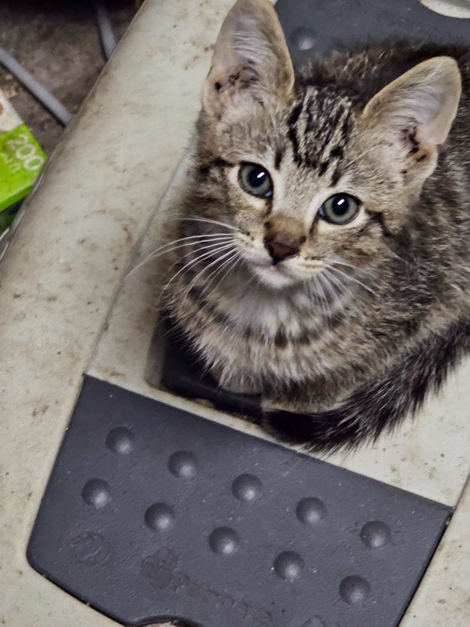 A gray tabby sitting on a carfier. He regards ghe viewer with interest. His ears are downright elfin and betray that he will not be "little" as an adult.