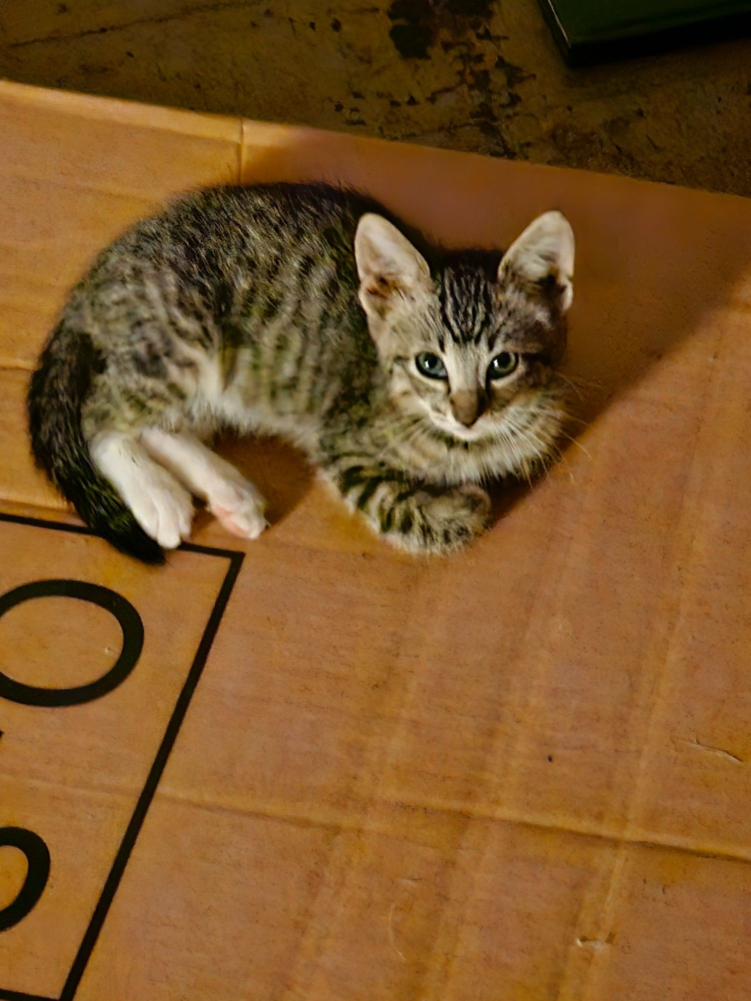 A gray tabby relaxes on a box by dim warm light. He has giant ears and looks like you should come play with him forever and ever and ever.