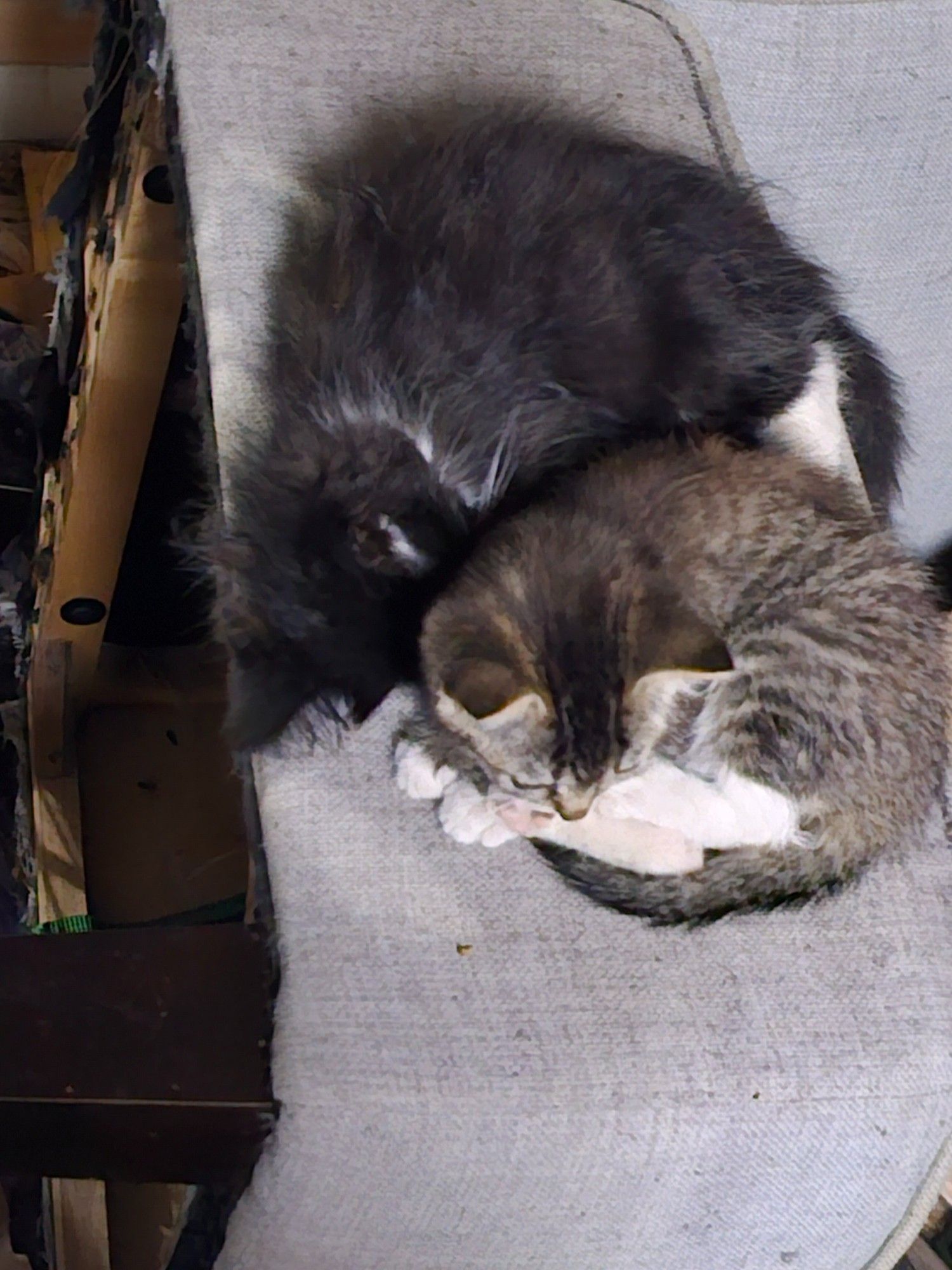 A tiny booted tabby with orange in her gray stripes, cuddling with a larger, very fluffy black and white sibling on an overturned chair.