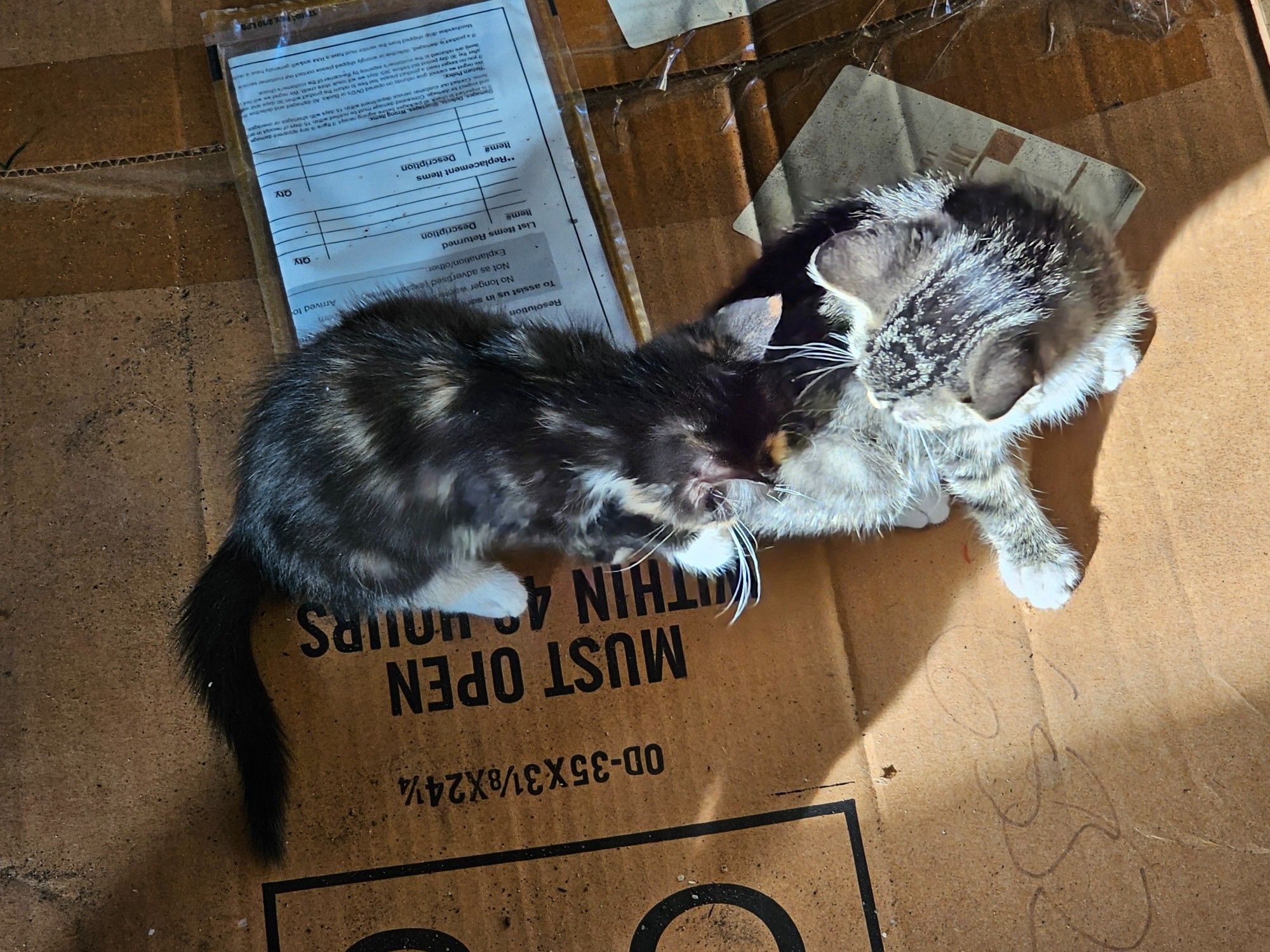 A tricolor kitten and a gray tabby kitten tussle on a box.