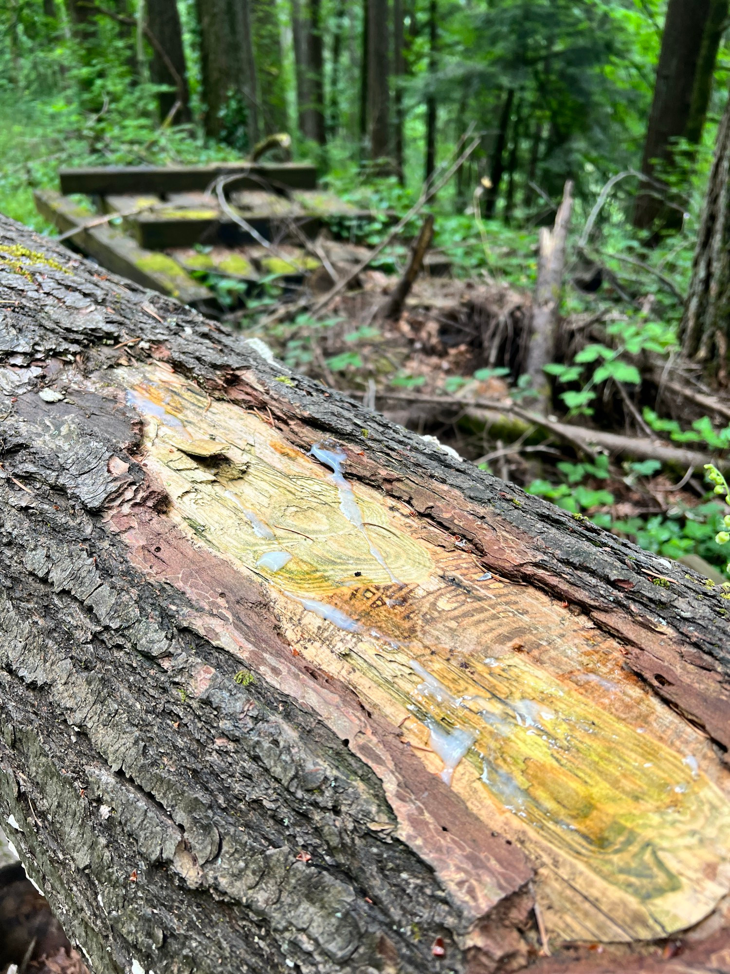 a fallen log splattered and seeded with fresh semen