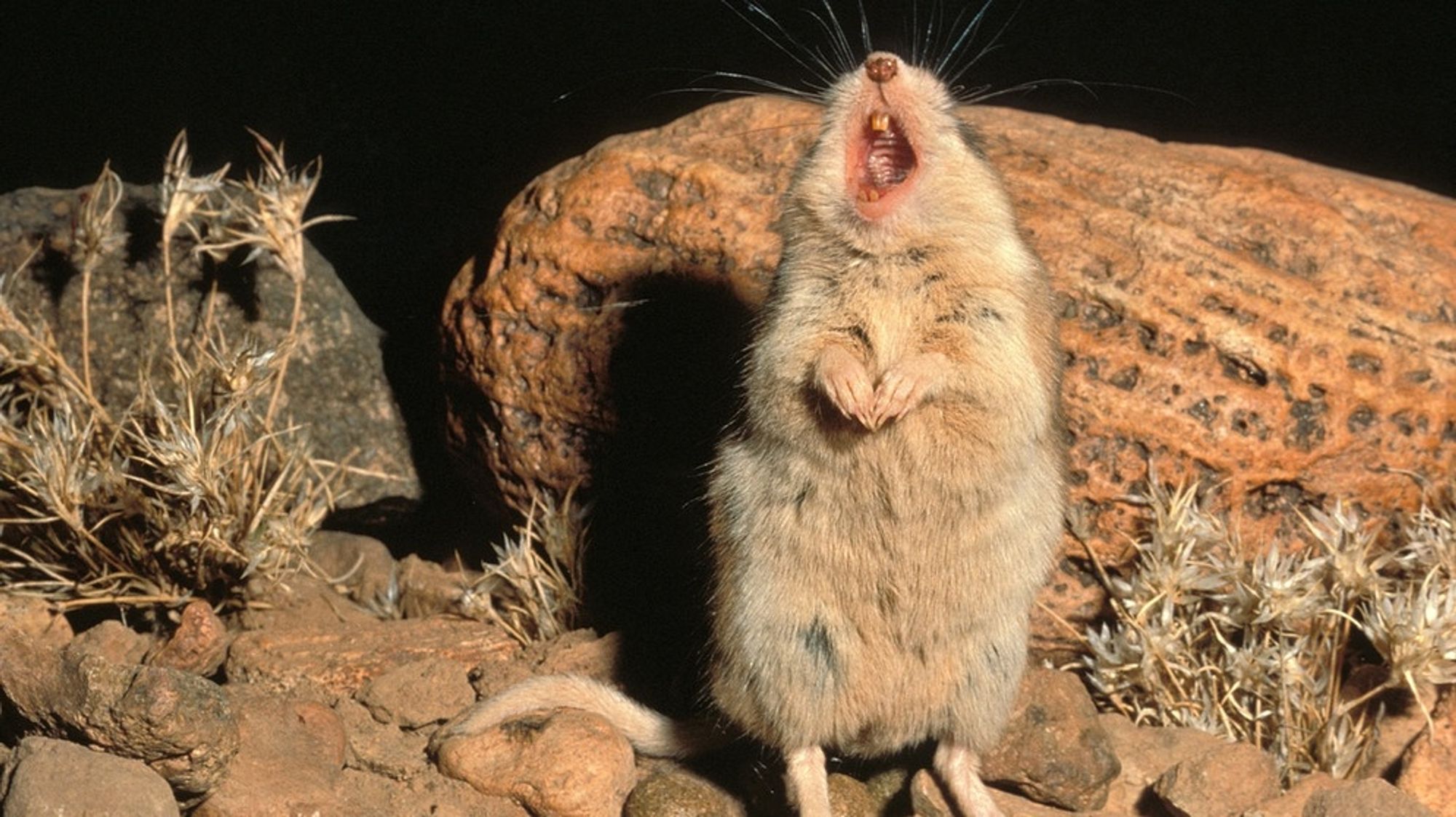 Eine Maus in einem Terrarium. Sie steht auf den Hinterpfoten, nach oben gestreckt, die Vorderpfoten fast gebetsartig gefaltet.Das Maul weit aufgerissen - es erweckt den Anschein, das sie eine Arie schmettert