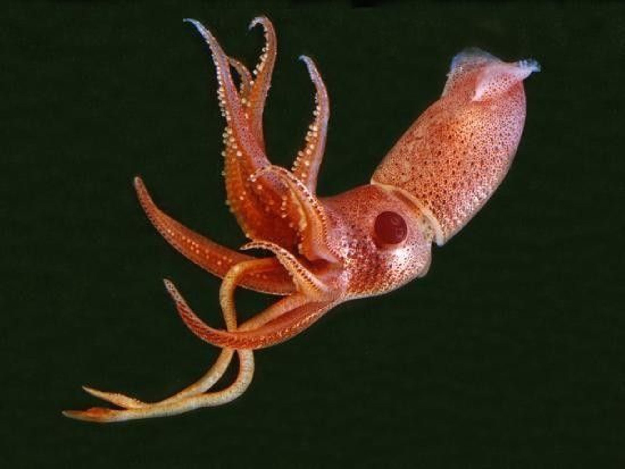 Ein seitlich schwimmender Erdbeerkalmar, Hintergrund schwarz. Wieder die Oberfläche die an eine Erdbeere erinnert