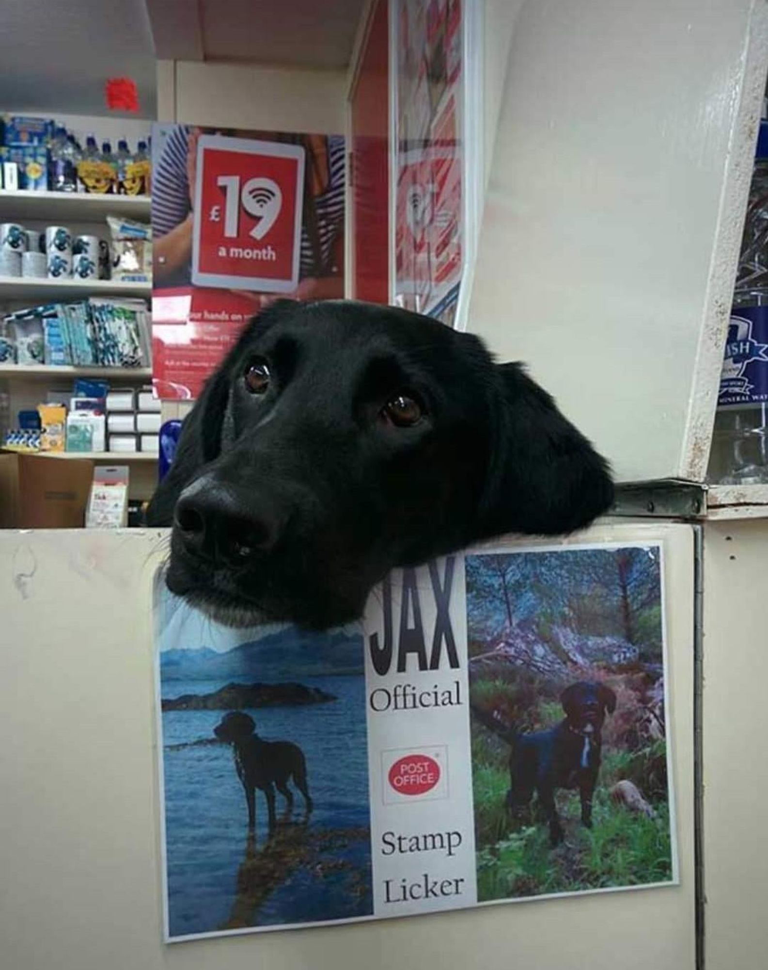 Ein schwarzer Hund an einem Posttresen, darunter ein Schild mit seinem Namen und der Berufsbezeichnung "stamp licker"