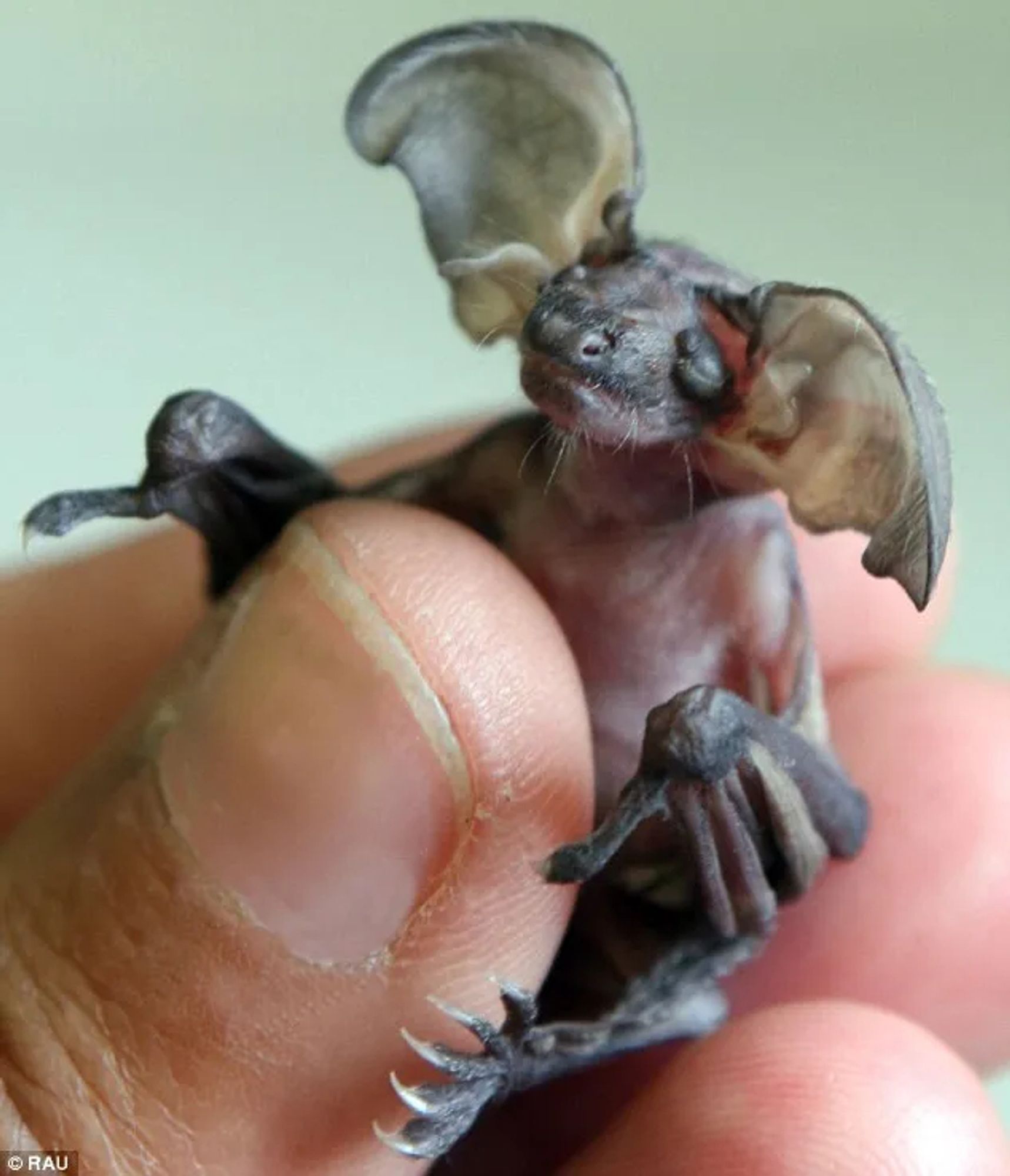 Baby einer Braunen Langohrfledermaus klammert sich an einen menschlichen Daumen. Das Gesicht und die Ohren erinnern stark an einen Gremlin