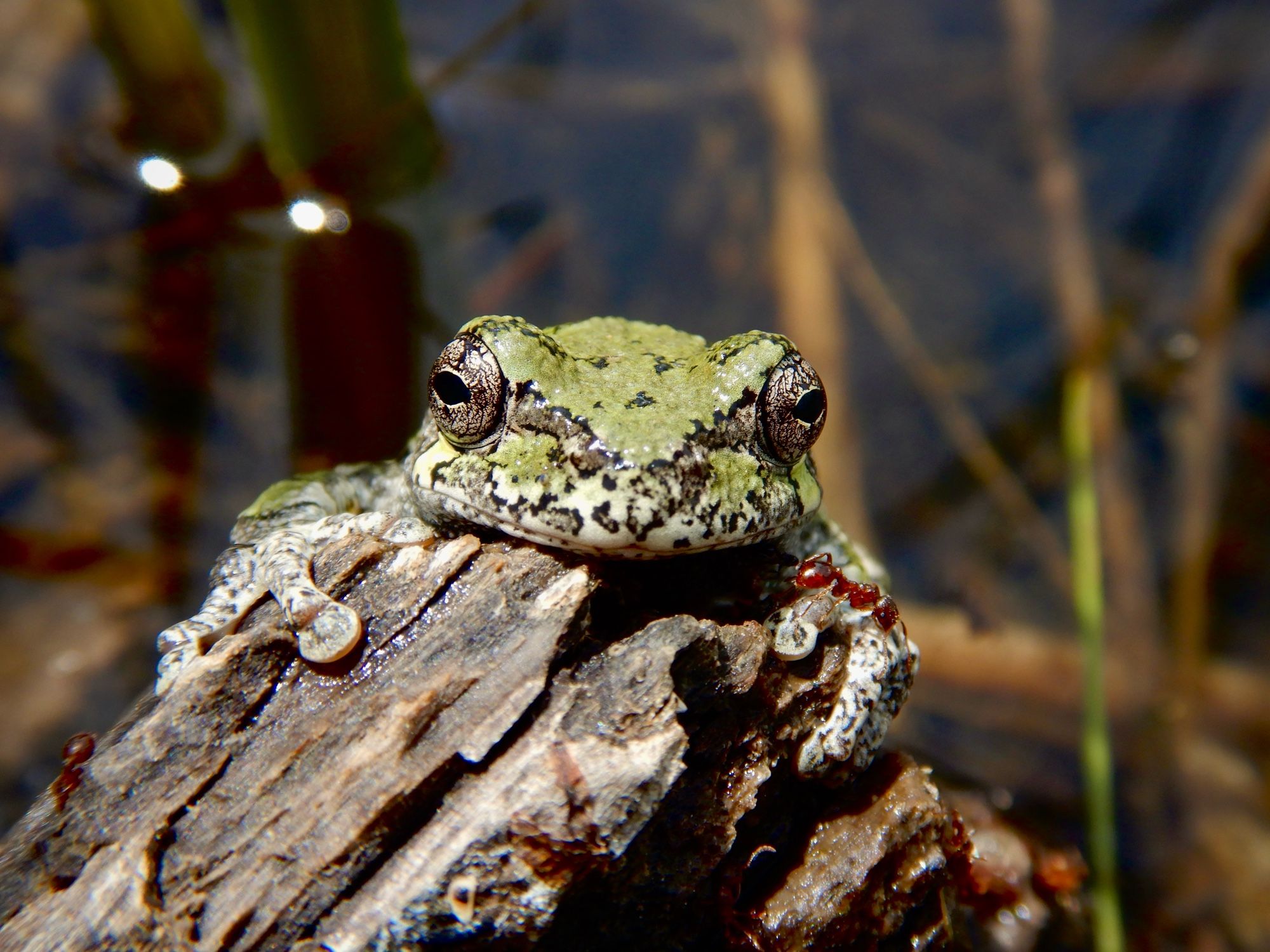 Grey Treefrog hanging on to old log in a pond. A red ant on its left front limb. A few ants on the log. Wetland in the background.