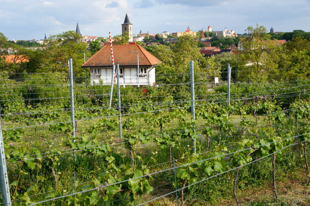 Weinberg der Hochschule Anhalt mit Blick auf Bernburg (R. Geue)