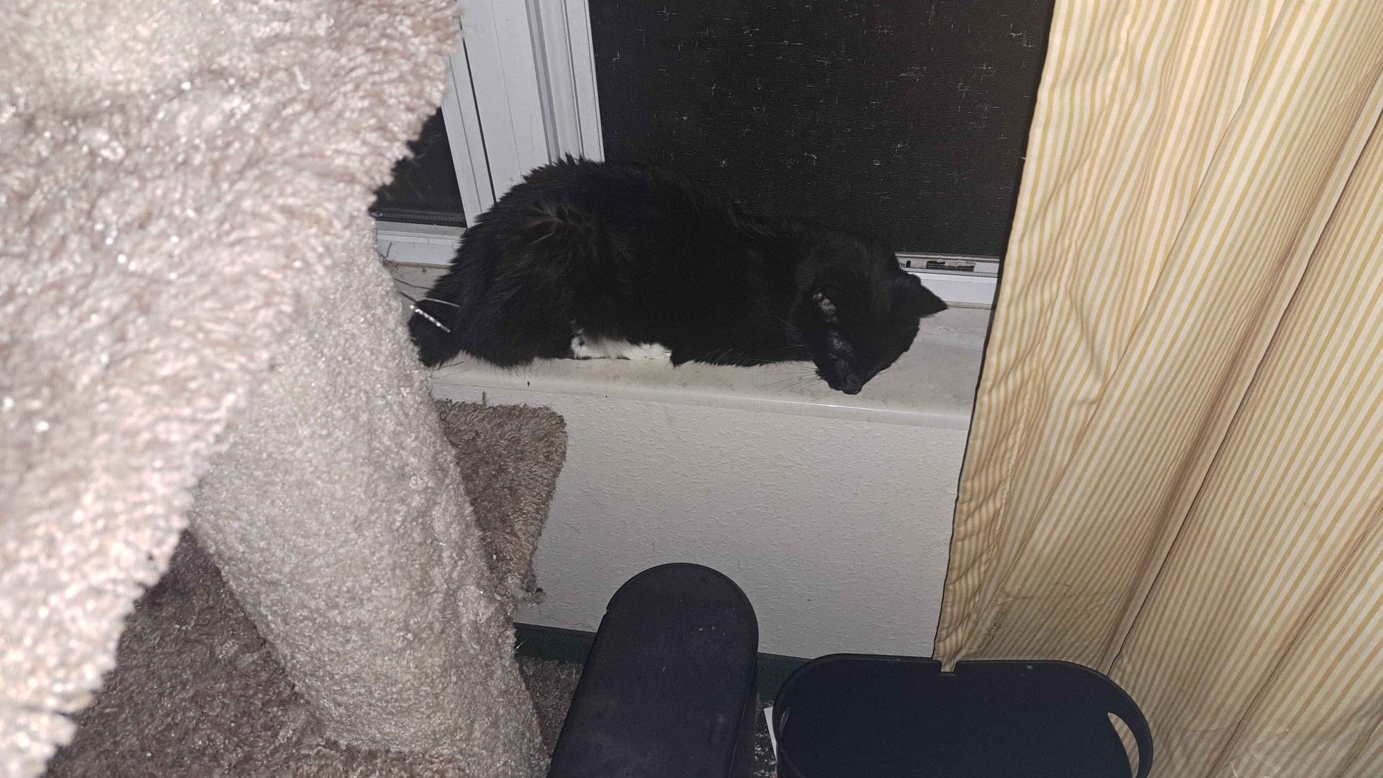 Tuxedo cat napping on a windowsill