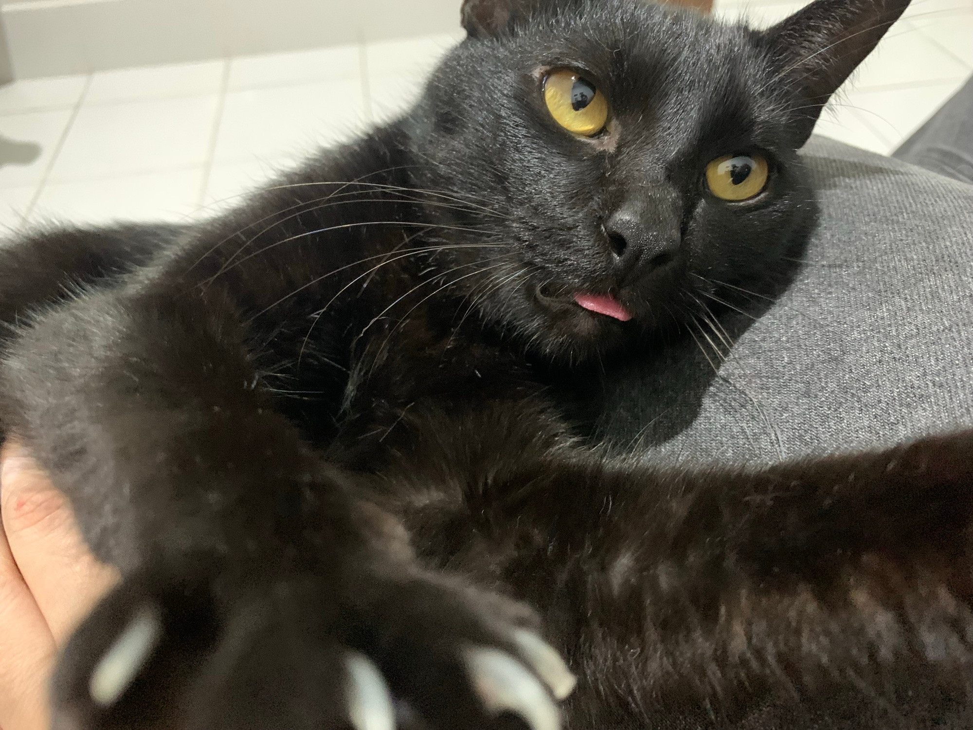 Foto horizontal do gato Louis, um gatinho preto de olhos amarelos com a língua parcialmente a mostra. Uma das patas dele parece segurar o celular e a outra está próxima a câmera, em primeiro plano. 