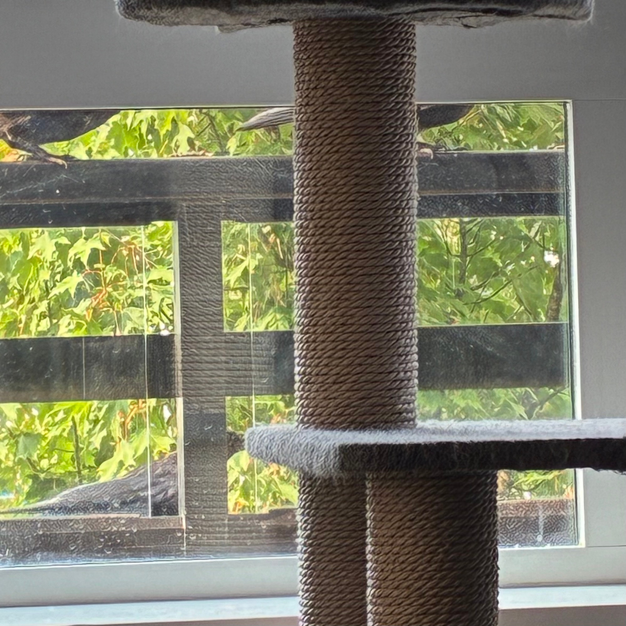 A poor quality photo of three crows snacking on kibble, obstructed by a cat tree in the foreground
