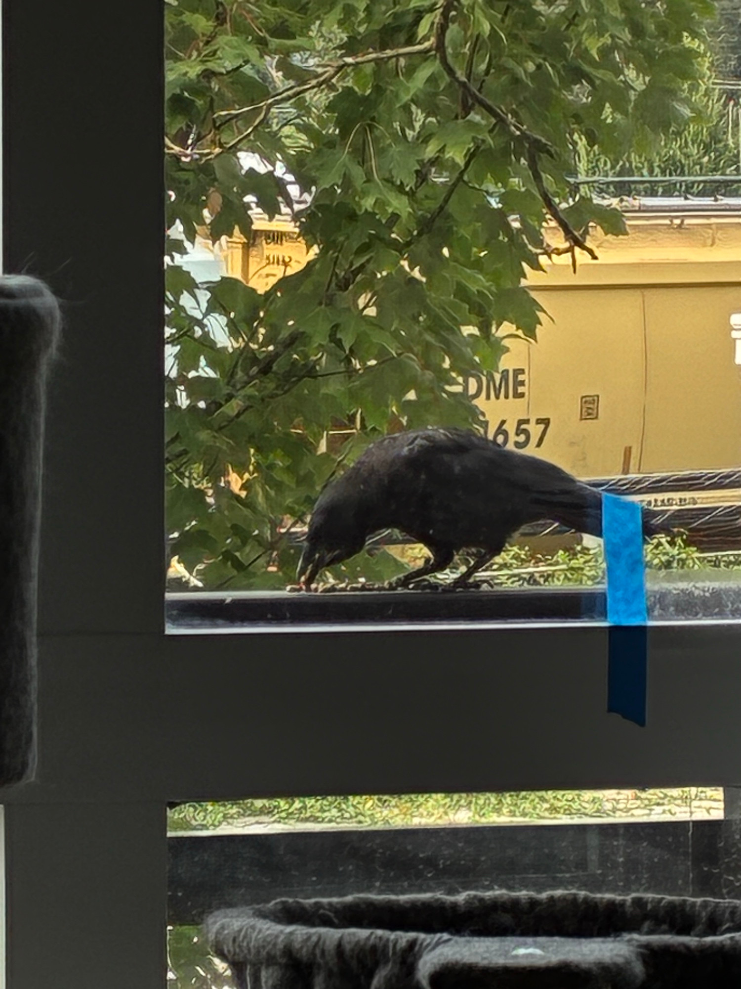 A crow leaning down grabbing a small piece of kibble