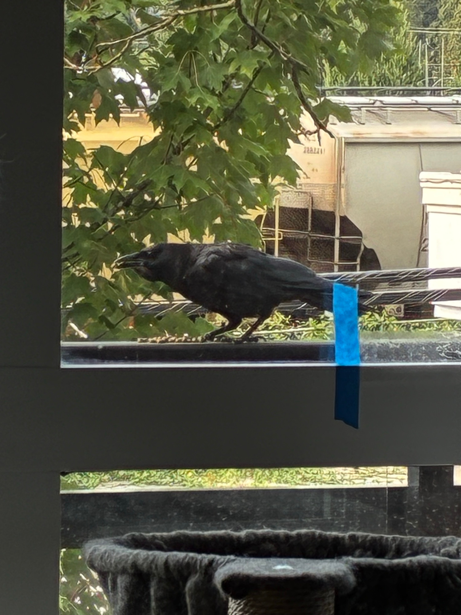 The same crow with its head leaned up, kibble in beak
