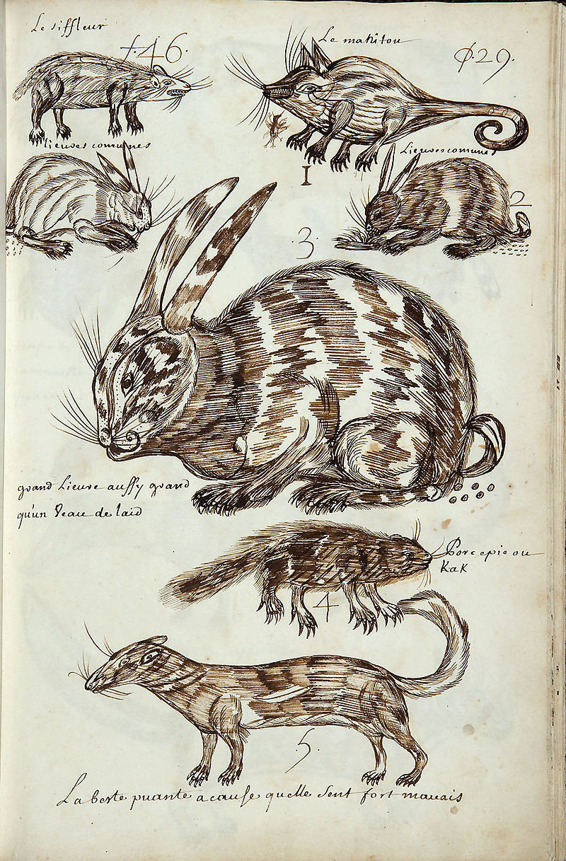 captions: The whistler 1 The manitou 2 (left and right) Common hares 3 Large hare, as big as a milk calf 4 Porcupine or kak 5 The stinking animal because it smells very bad