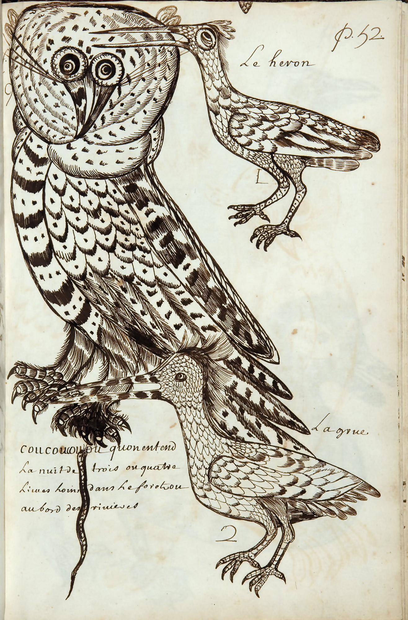 captions: Coucoucouou, which can be heard three or four leagues away in the forest or on river banks (largest figure) 1 The heron 2 The crane