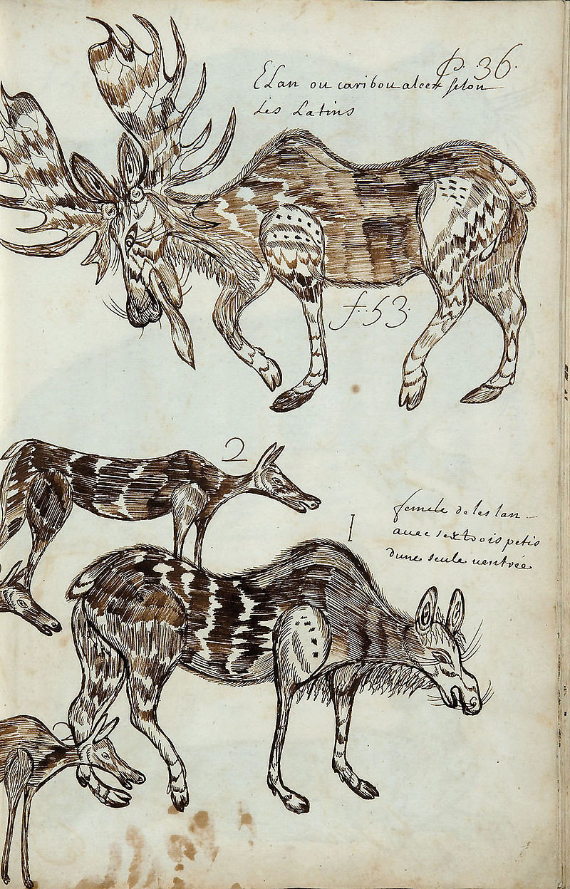 captions: Elk, or caribou; alces, according to the Latins 1, 2 Female elk with her three young from the same litter