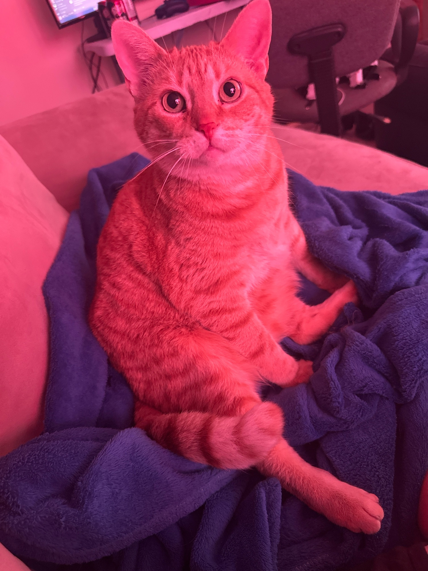 Orange cat sitting on a blue blanket looking at the camera with a cute face