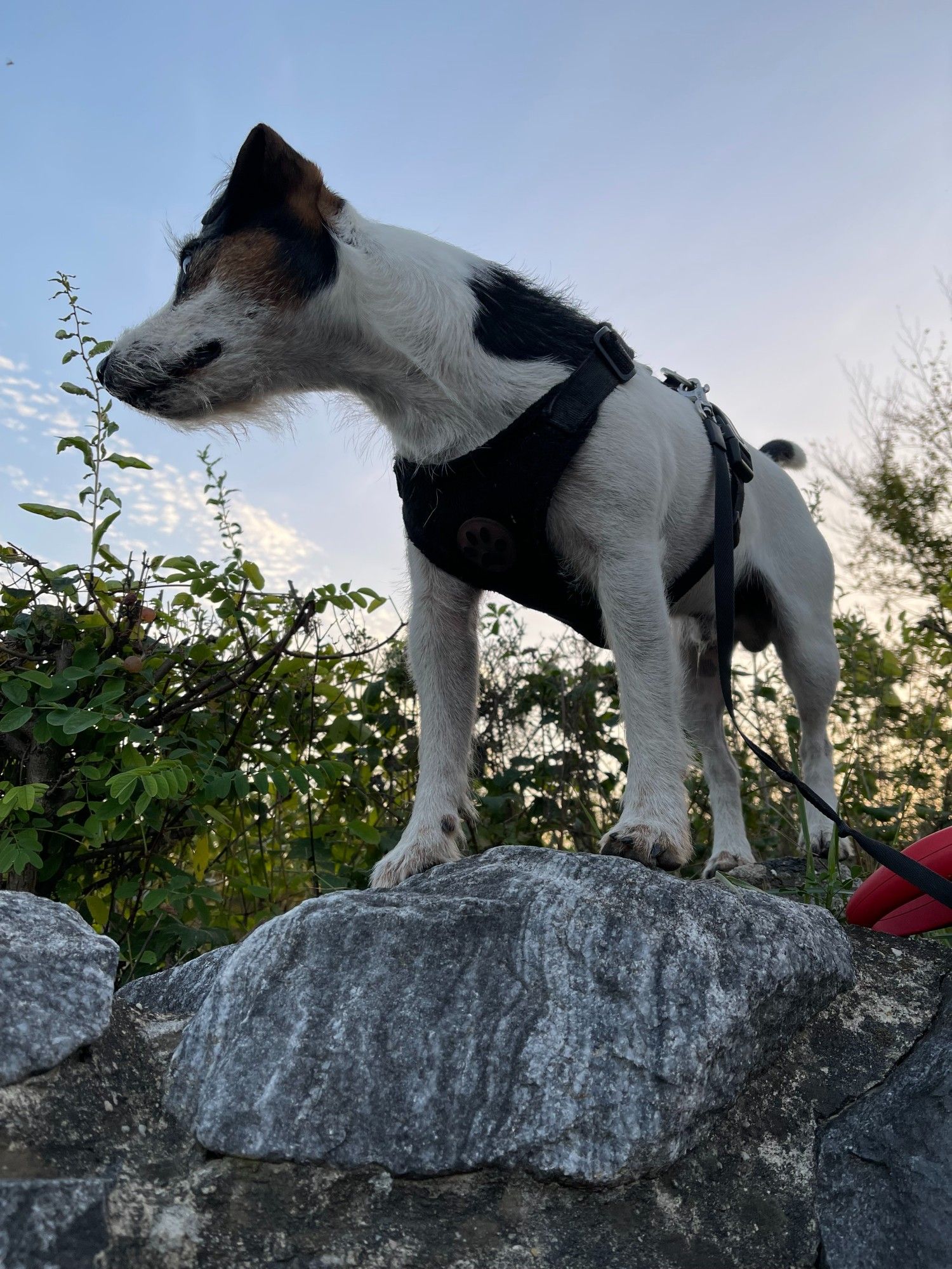 ein Hund steht auf einer Steinmauer und blickt sich suchend um