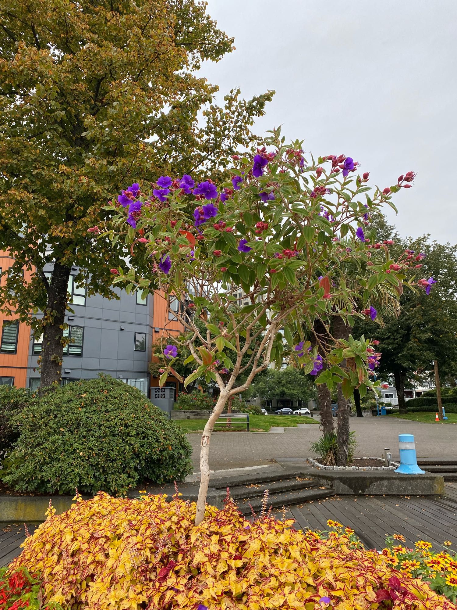 Small tree with purple flowers in a garden along a boardwalk; condos in the background