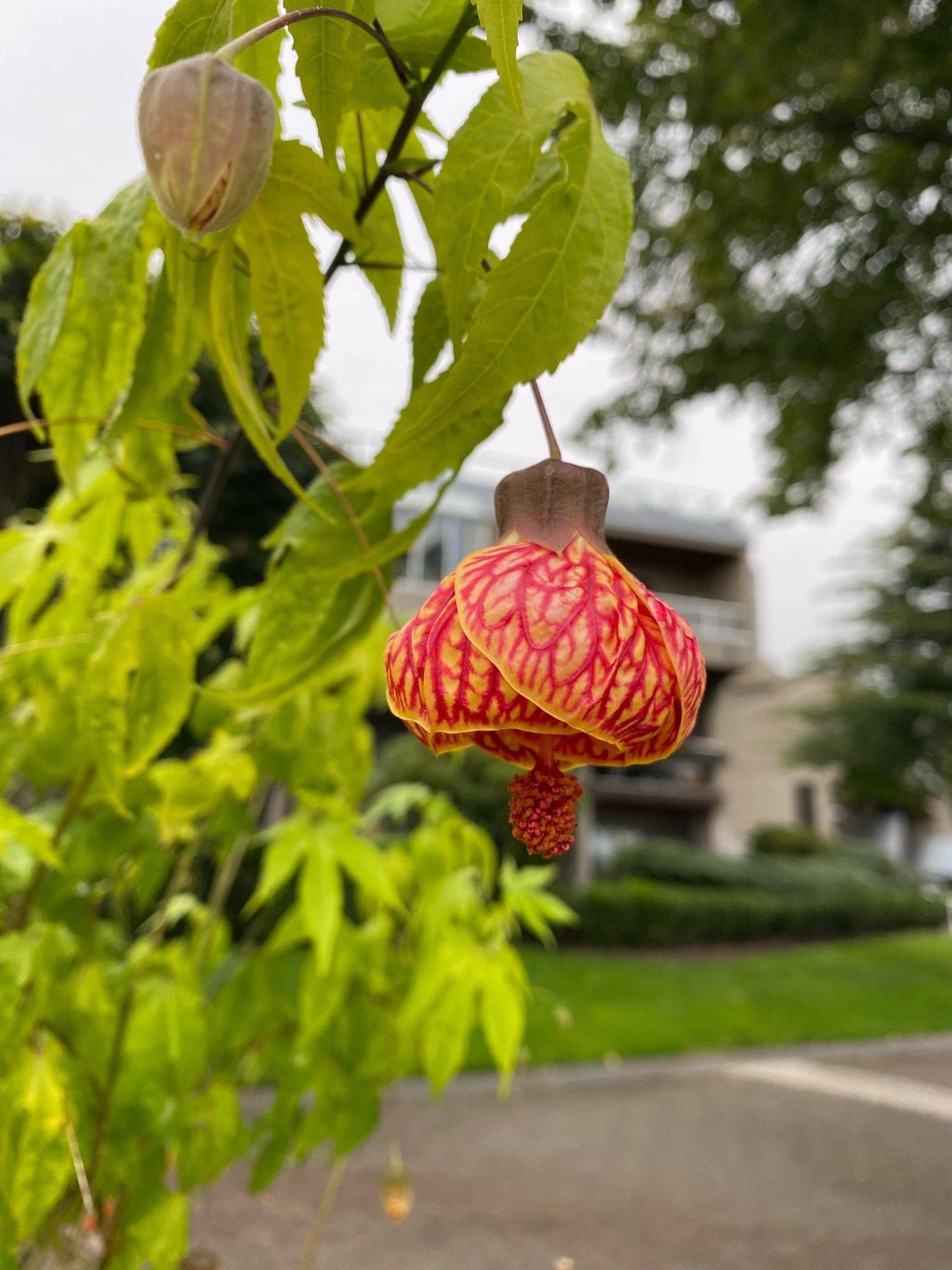 Orange and yellow bell-shaped Abutilon Striatum flower (Red Vein Indian Mallow)