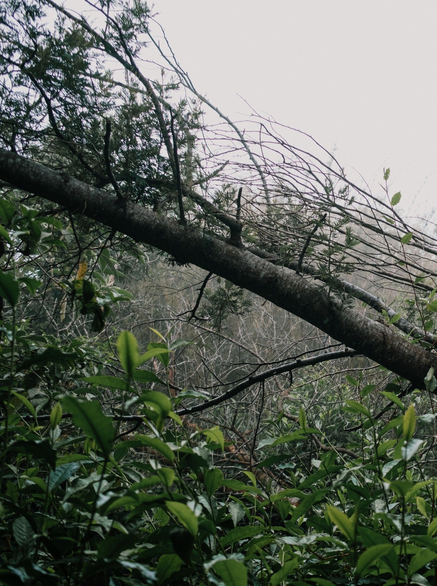 Une branche oblique par dessus une végétation dense dans la brume