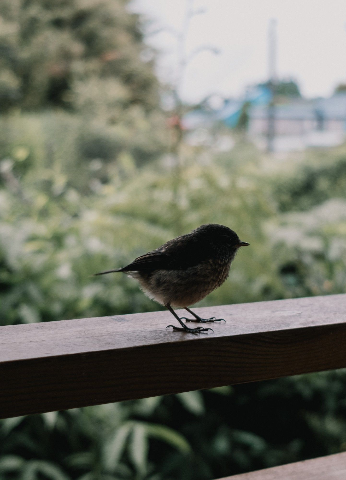 Un petit oiseau sur une planche de bois devant un paysage végétal dans le flou.