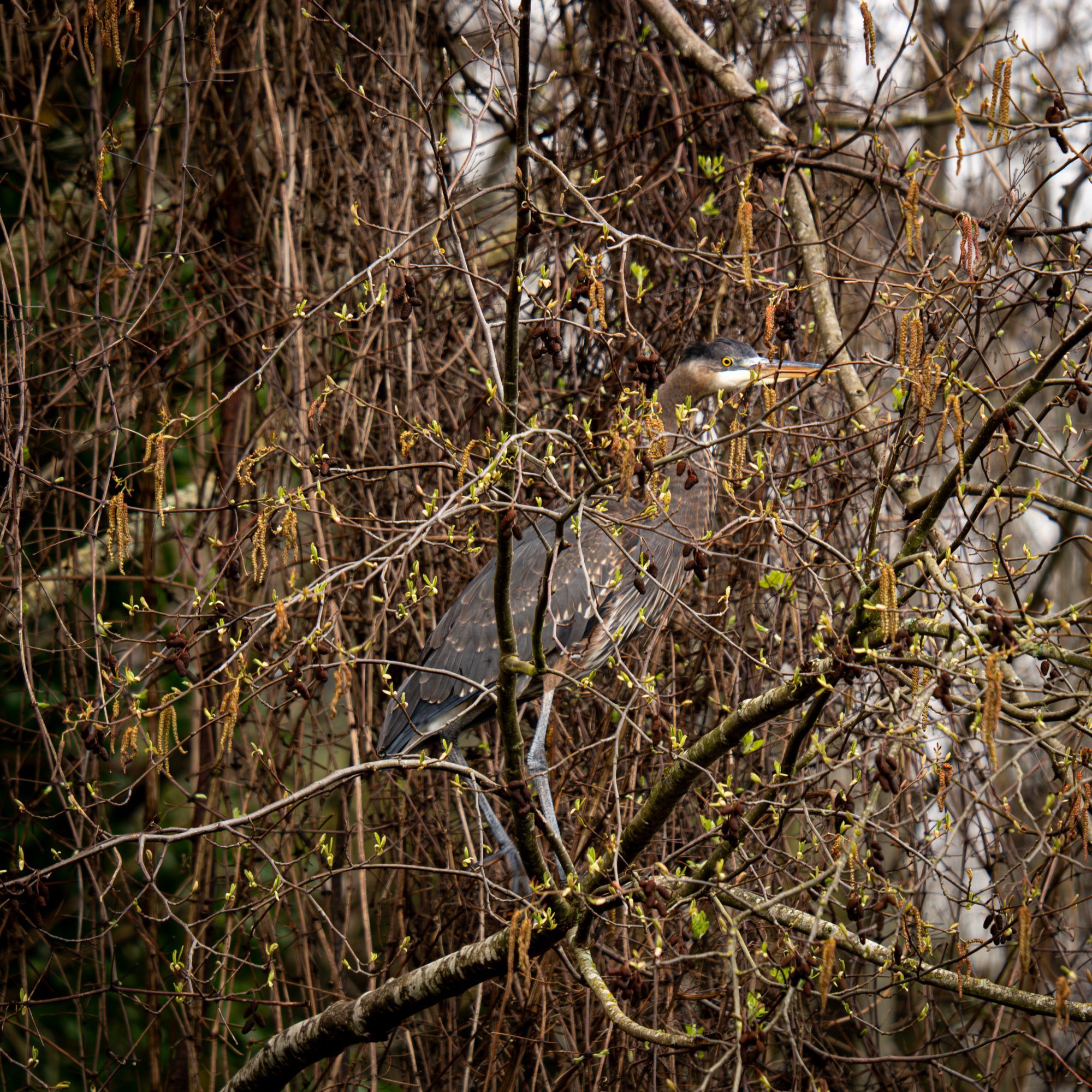 heron in a tree