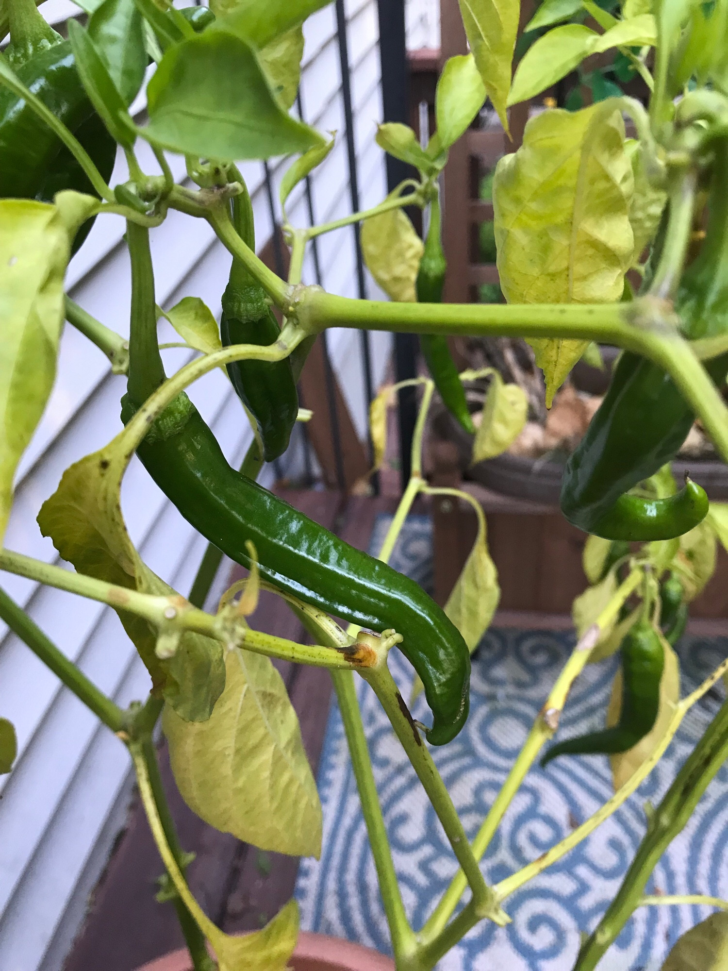 Pot of Italian Long Hot Peppers