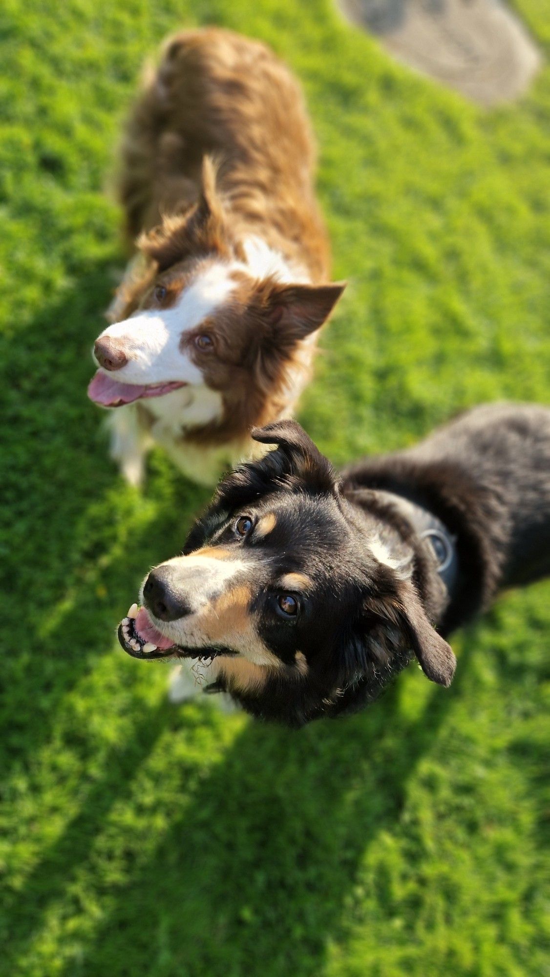 Zwei Bordercollies