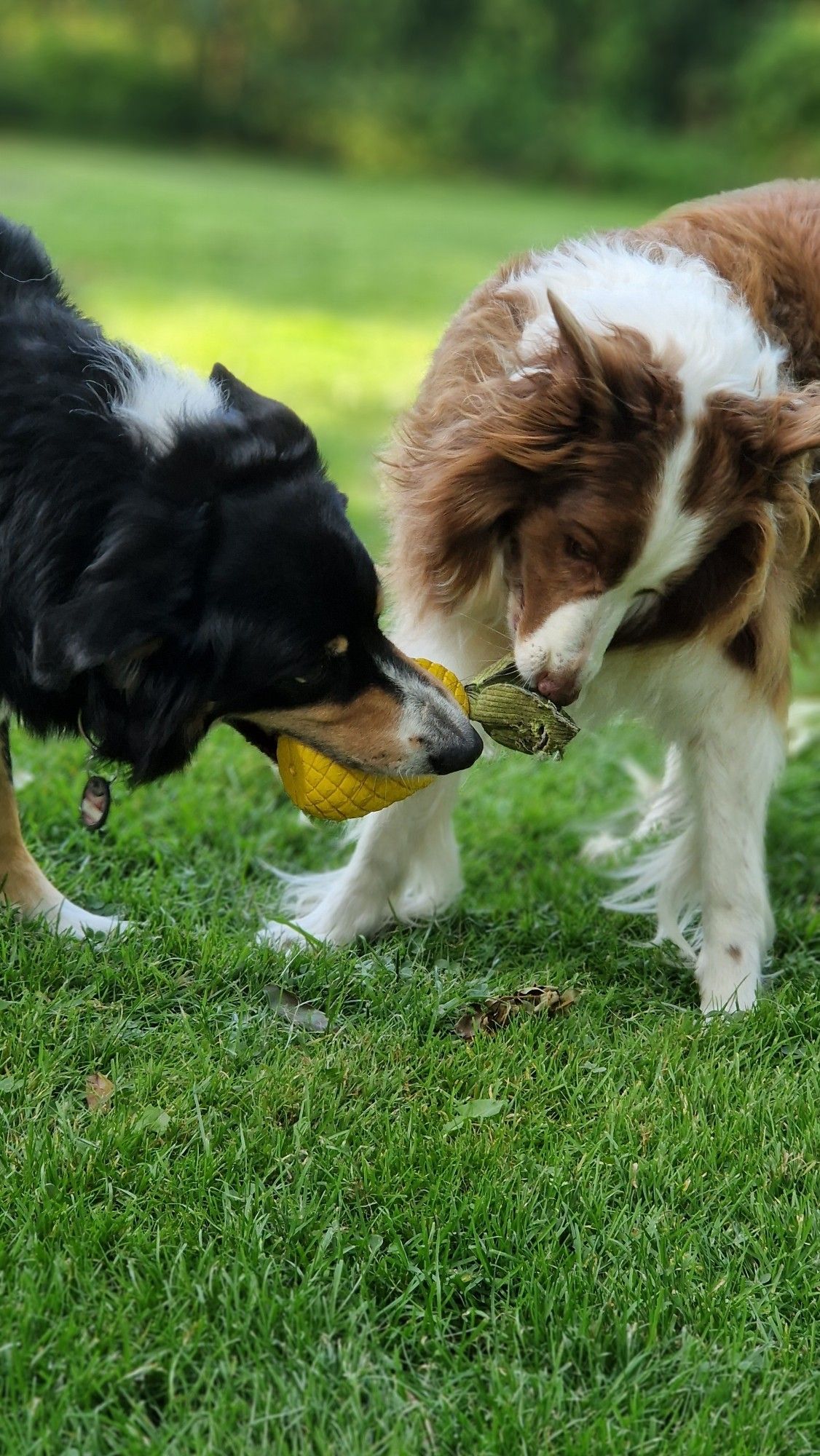 Hunde Spielen im Garten