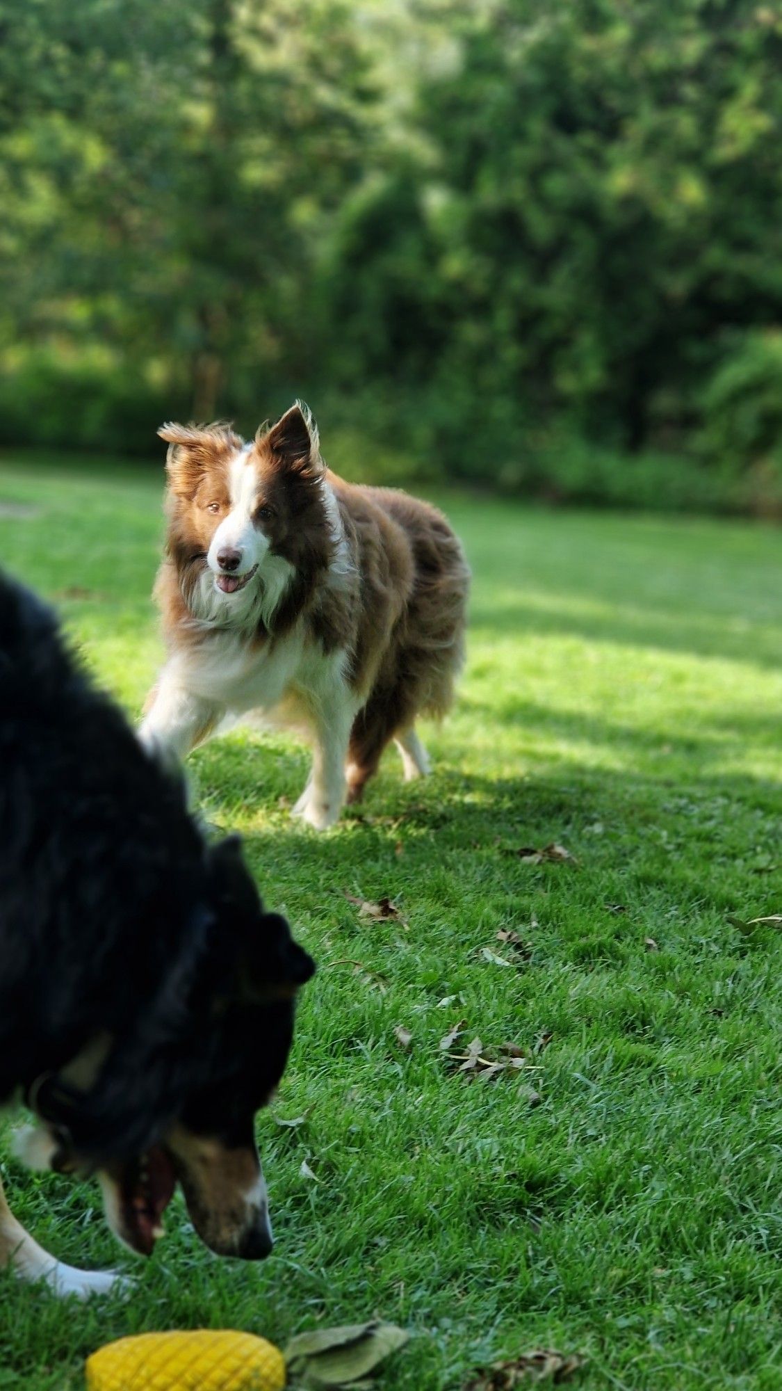 Hunde Spielen im Garten