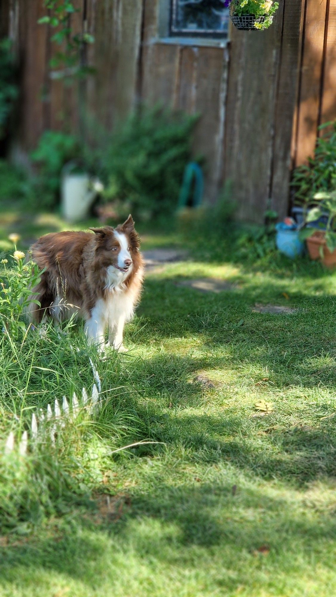 Hund, beobachtet