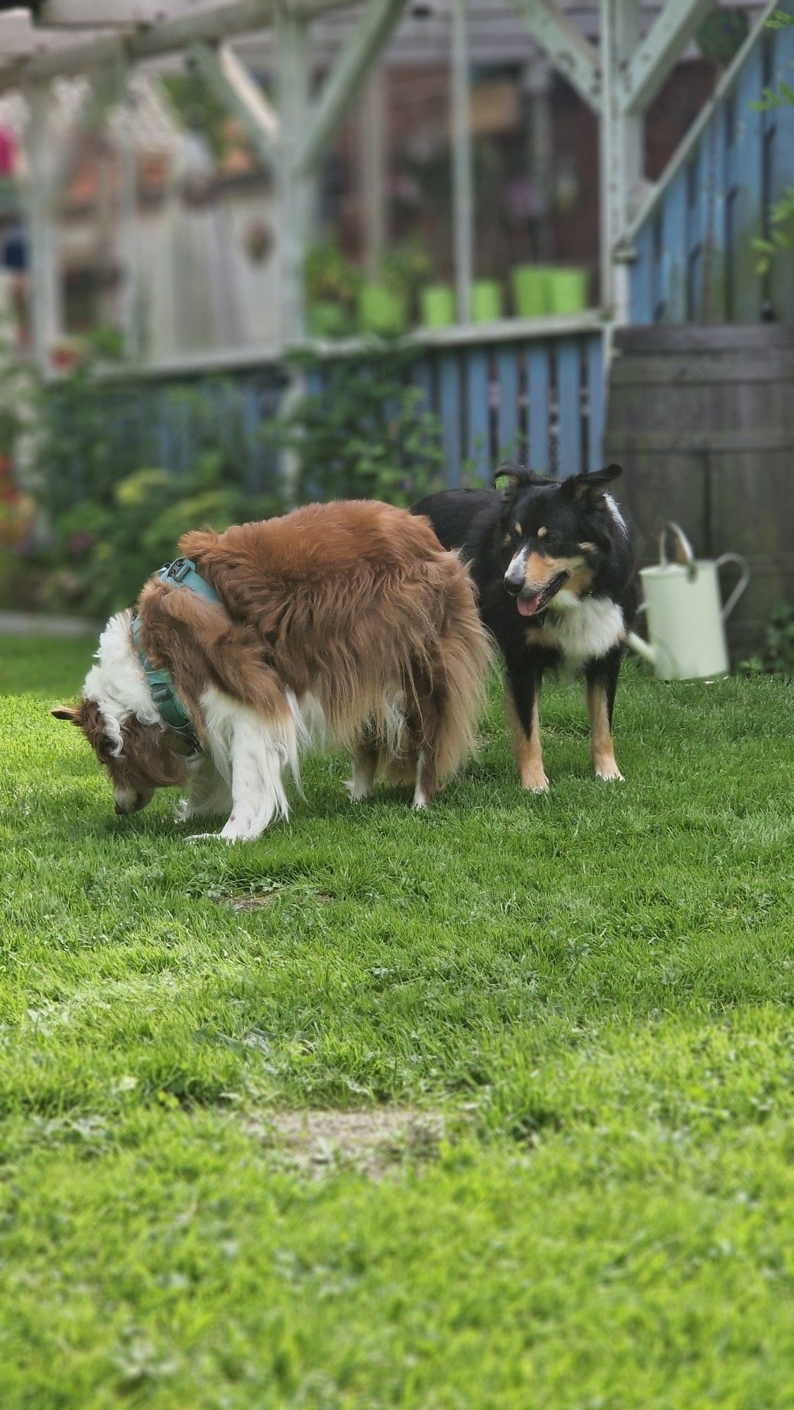 Hund schnuppert an Malaika