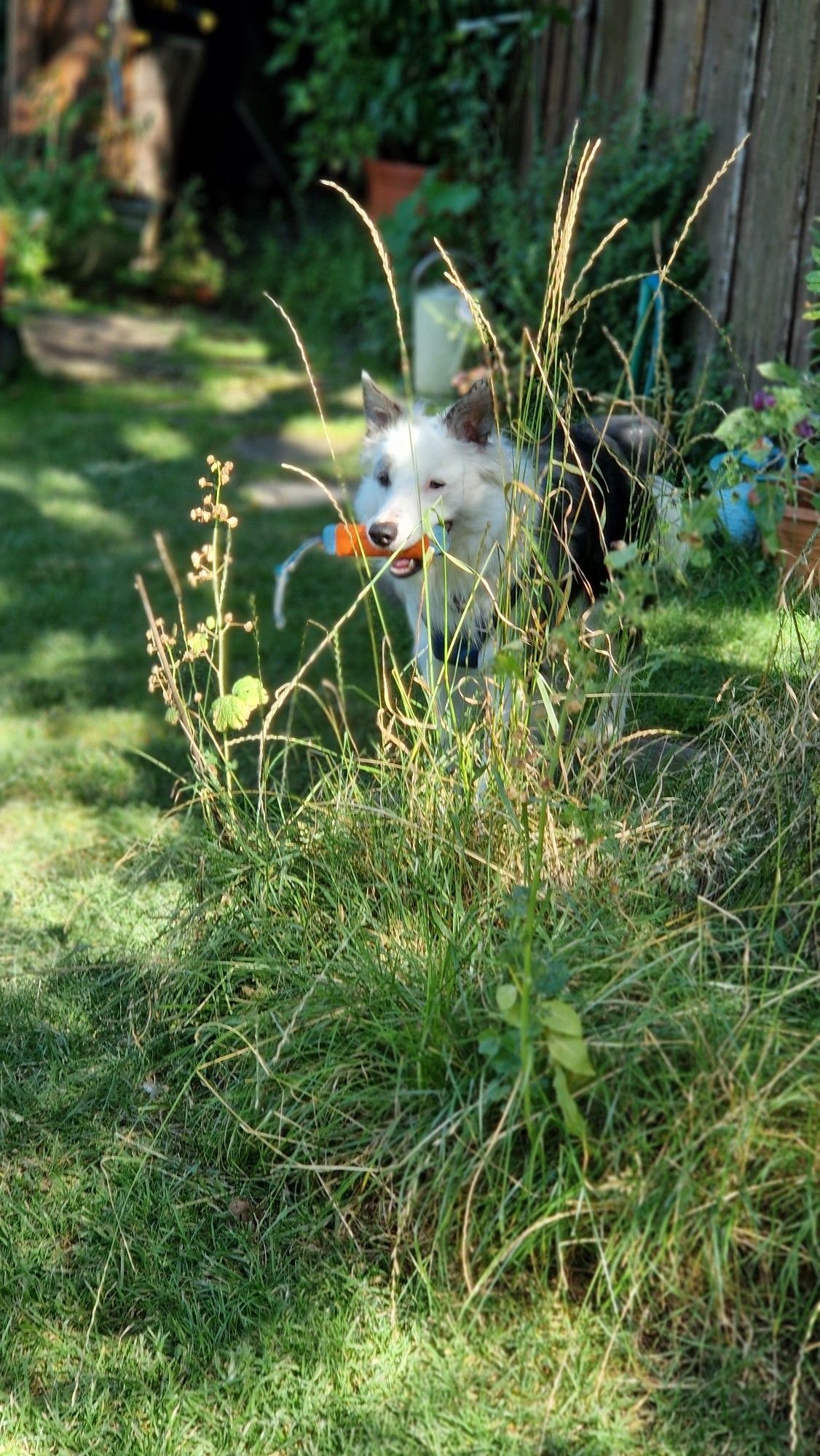 Junger Hund mit Spielzeug