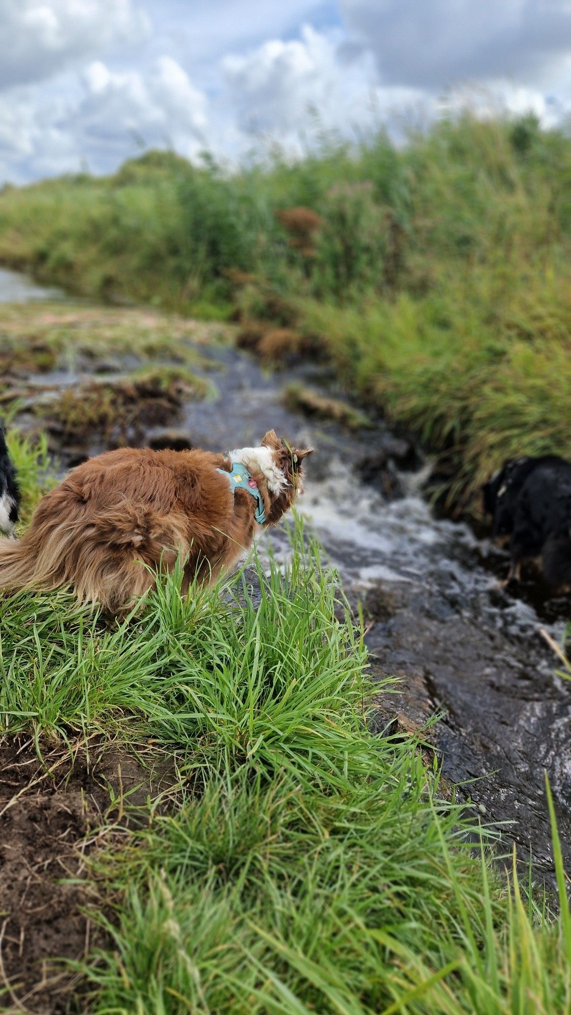 Hund am Bach