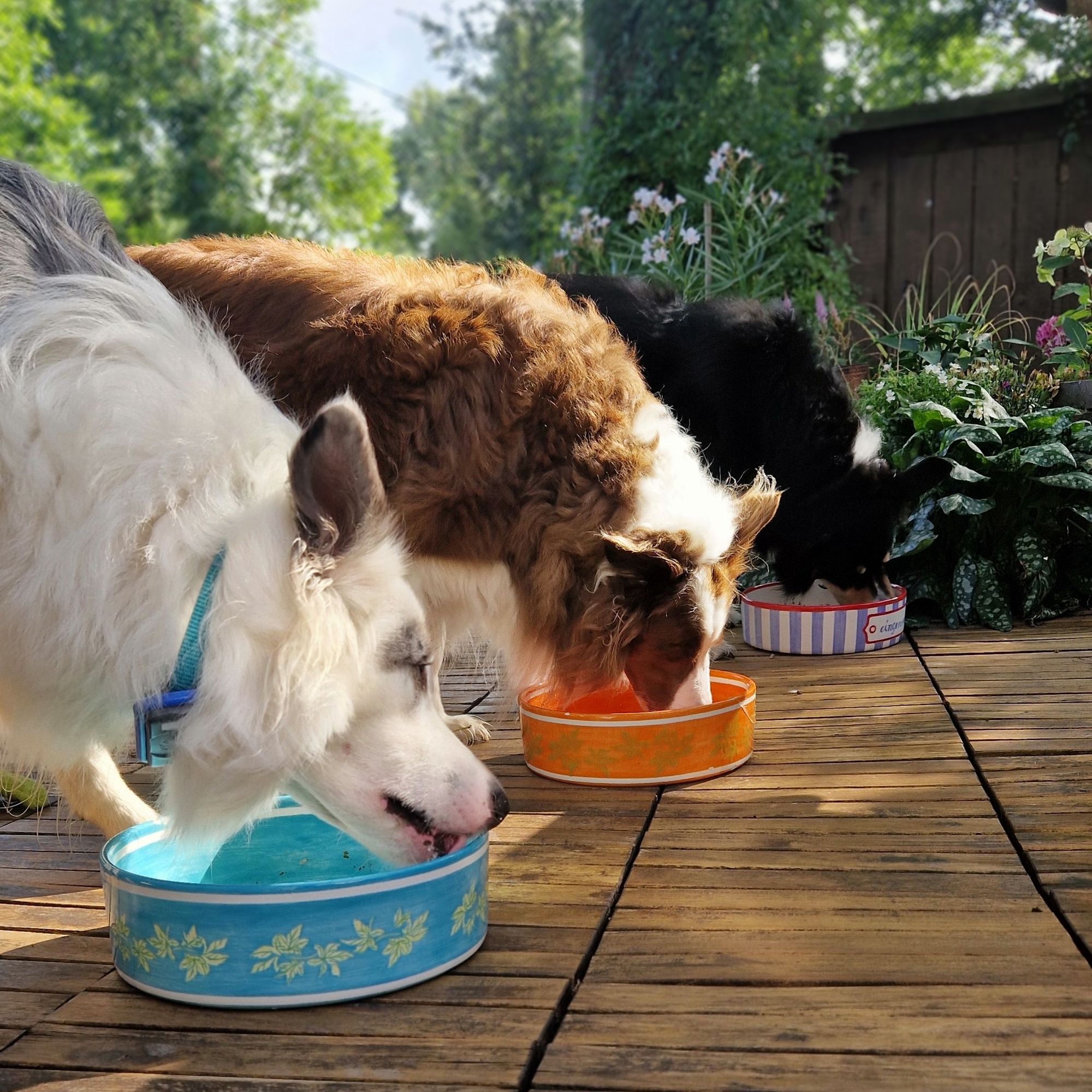 3 Hunde stehen auf der  Terrasse in der Sonne auf Holzdielen und fressen aus bemalten Keramiknäpfen