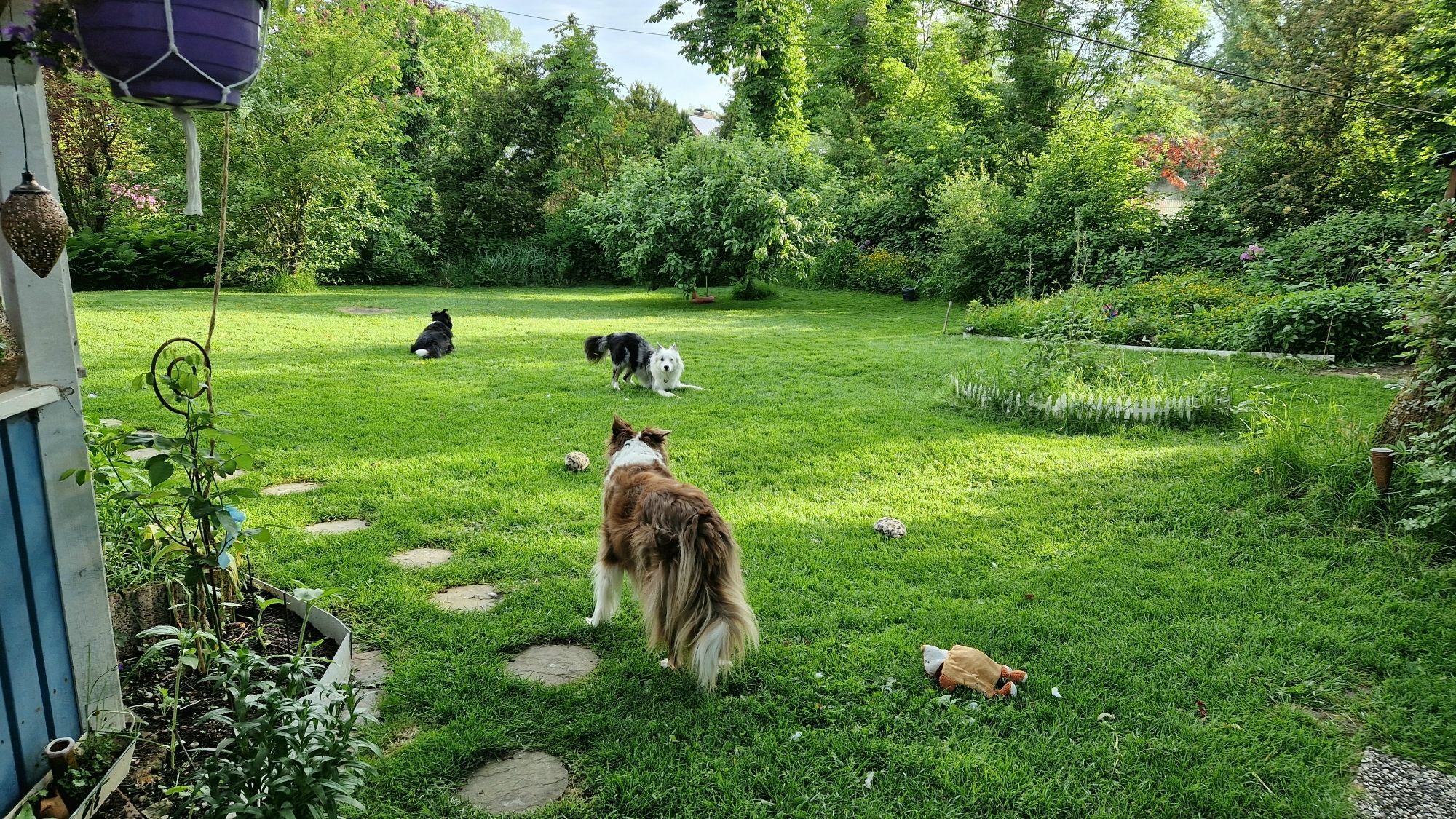 3 Hunde im Garten einer macht Spielaufforderung