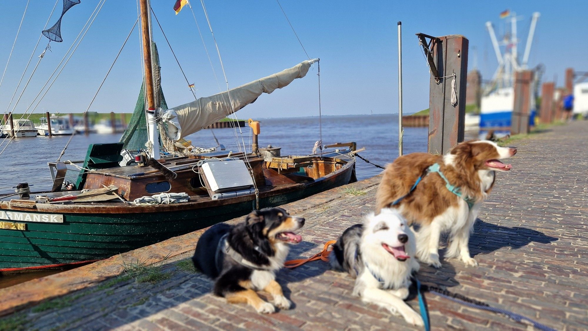 3 Hunde im Hafen