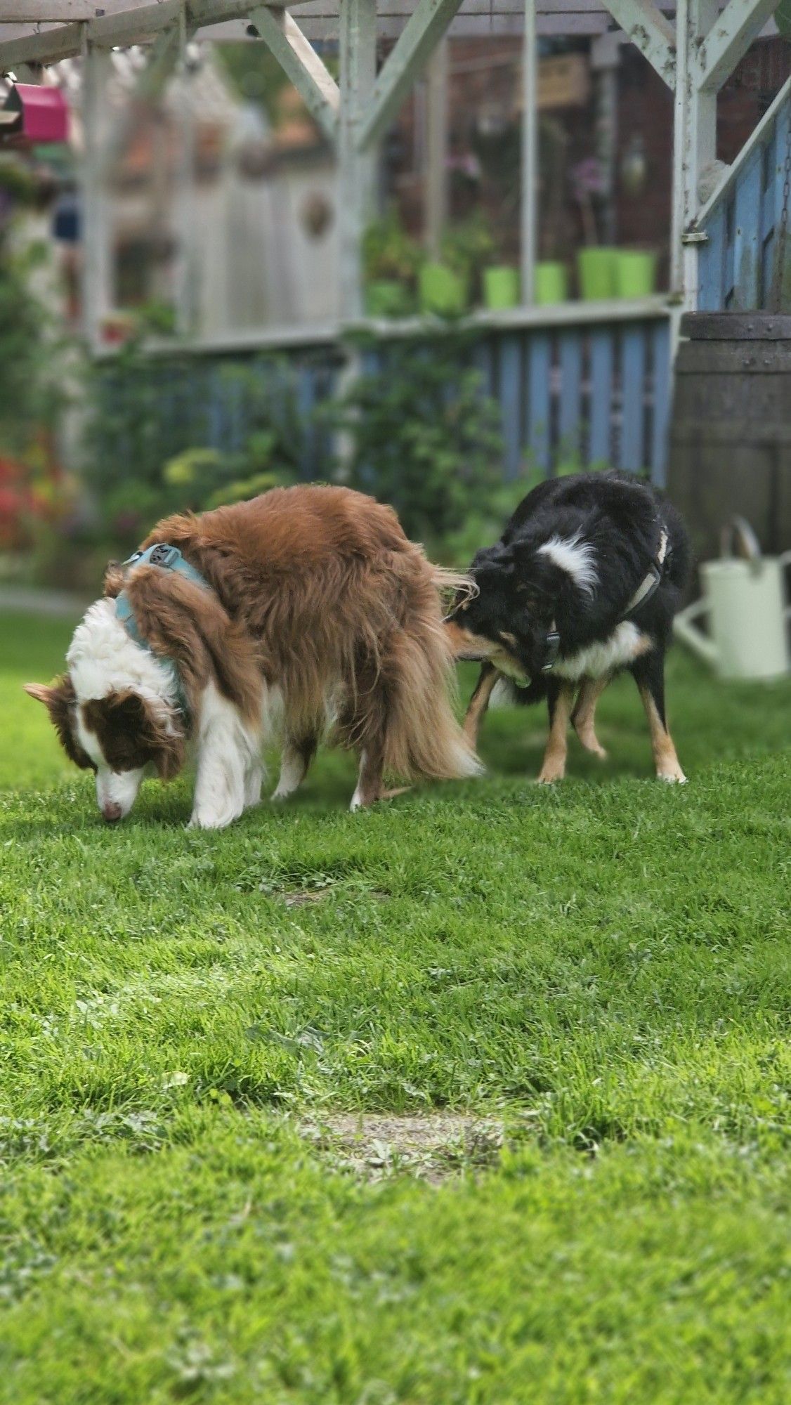 Hund schnuppert an Malaika